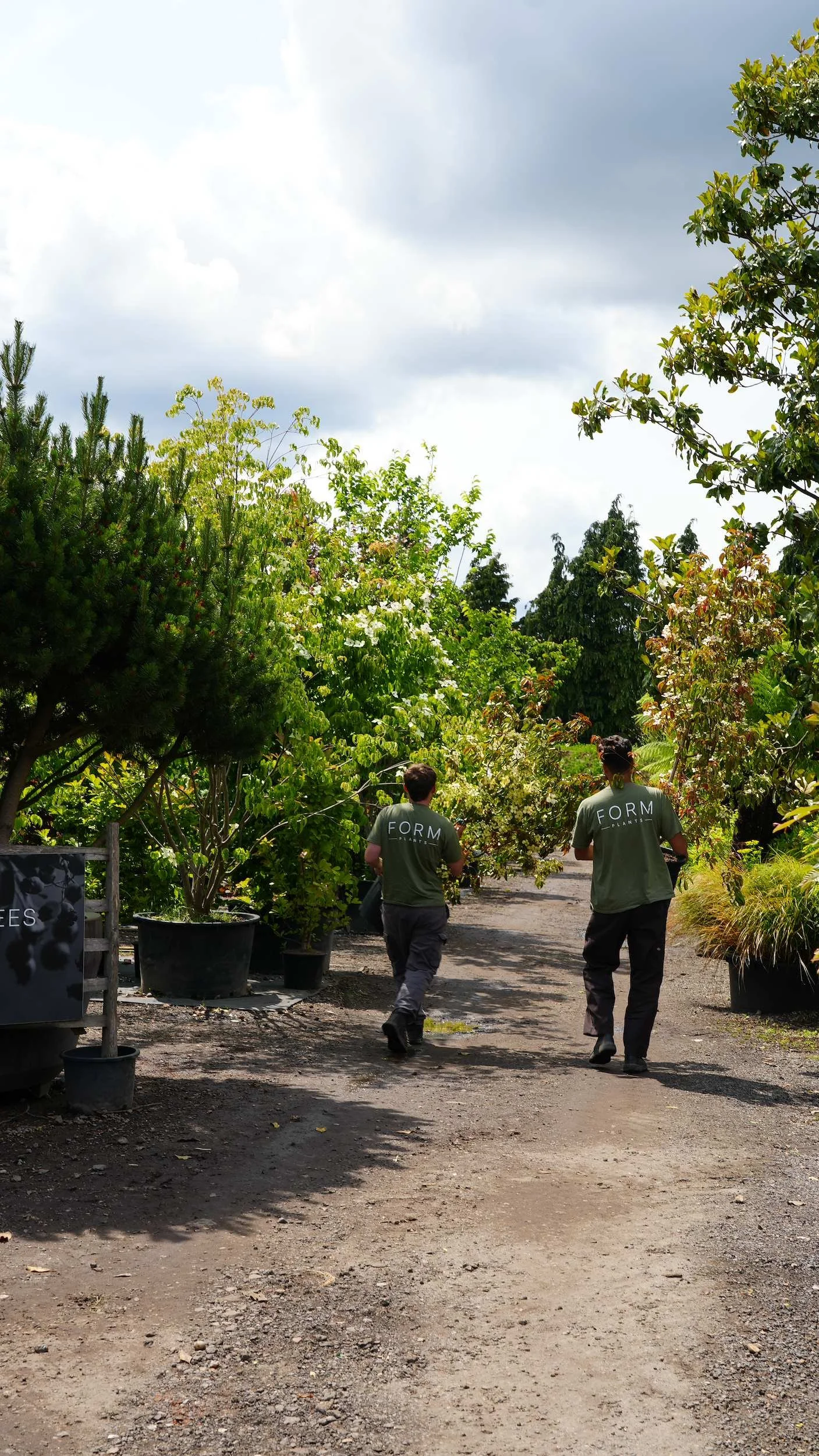 Form Plants horticulturists walking between rows of trees at the nursery