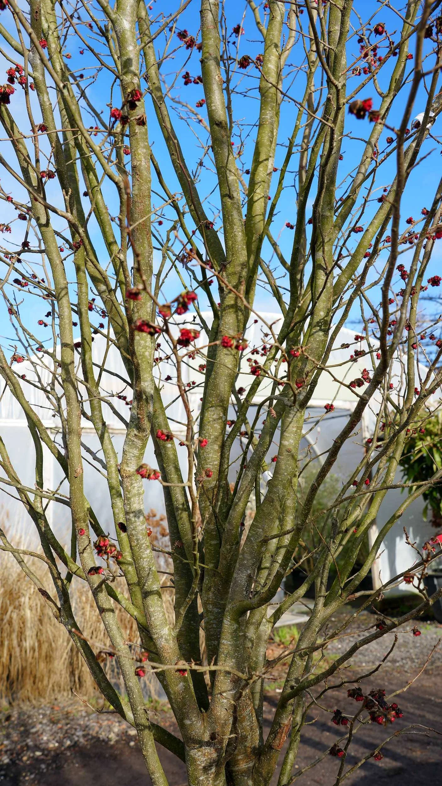 Parrotia persica Vanessa at the Form Plants nursery