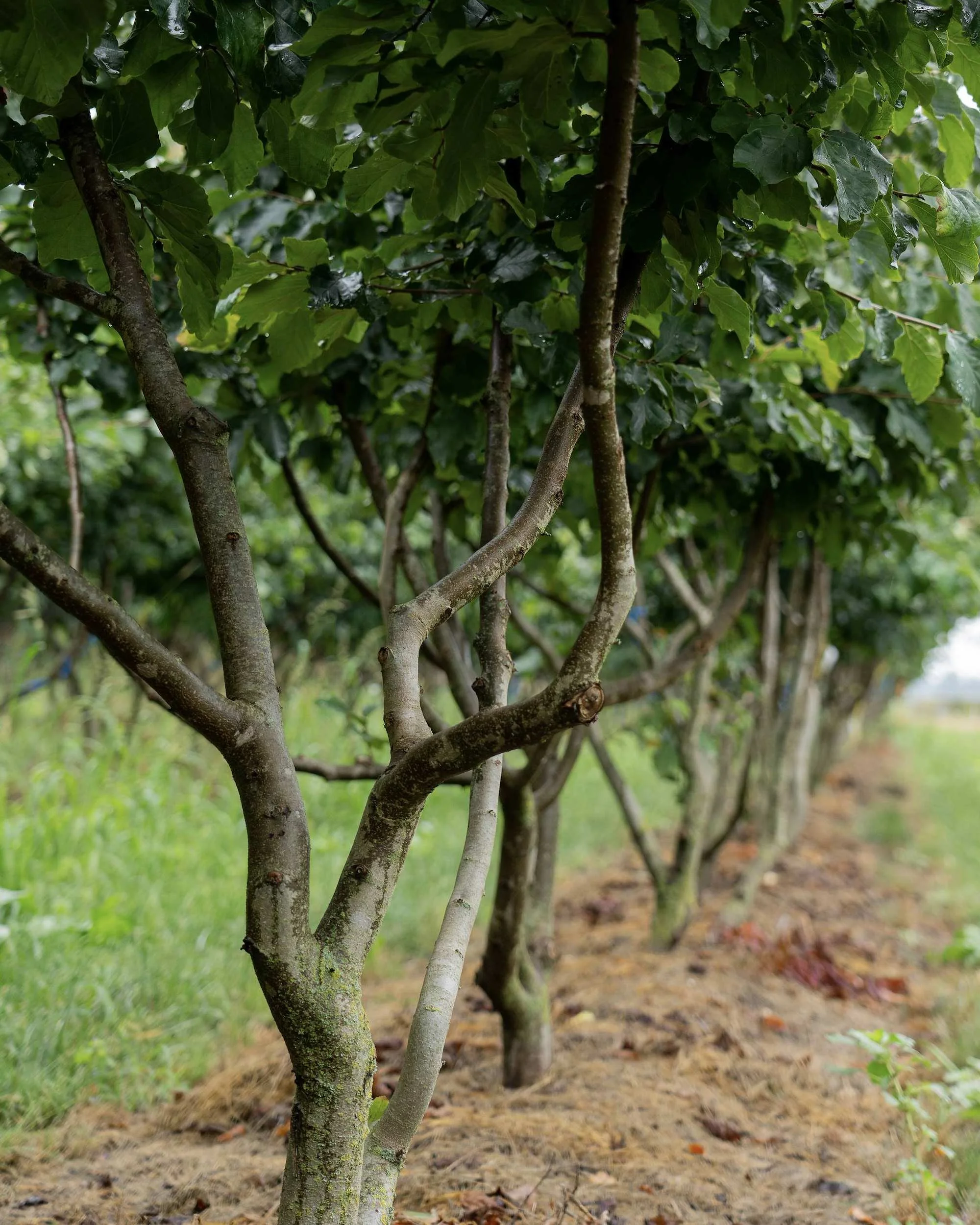 Parrotia persica multi-stem trees growing in the nursery field
