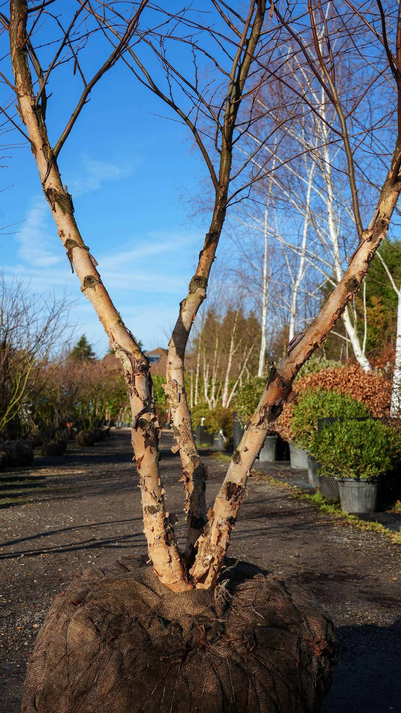 Betula nigra Multi-stem Tree at the Form Plants nursery