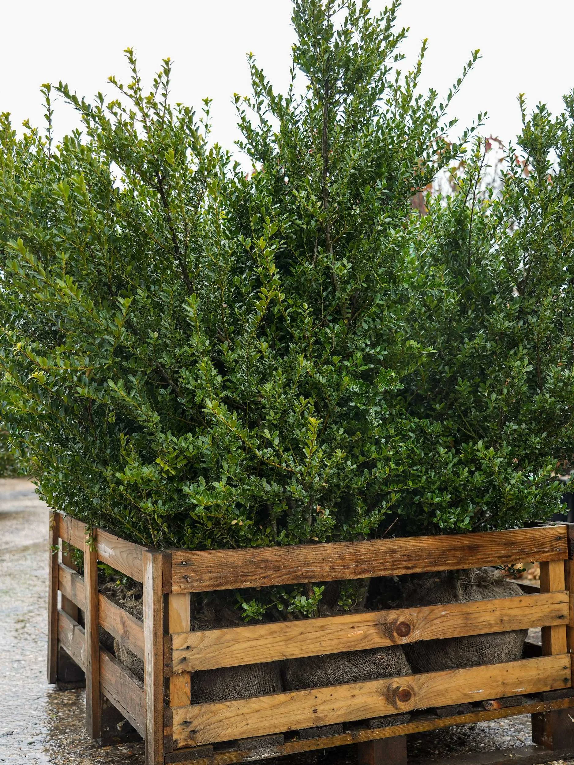 Clipped Japanese holly (Ilex crenata) at the Form Plants nursery