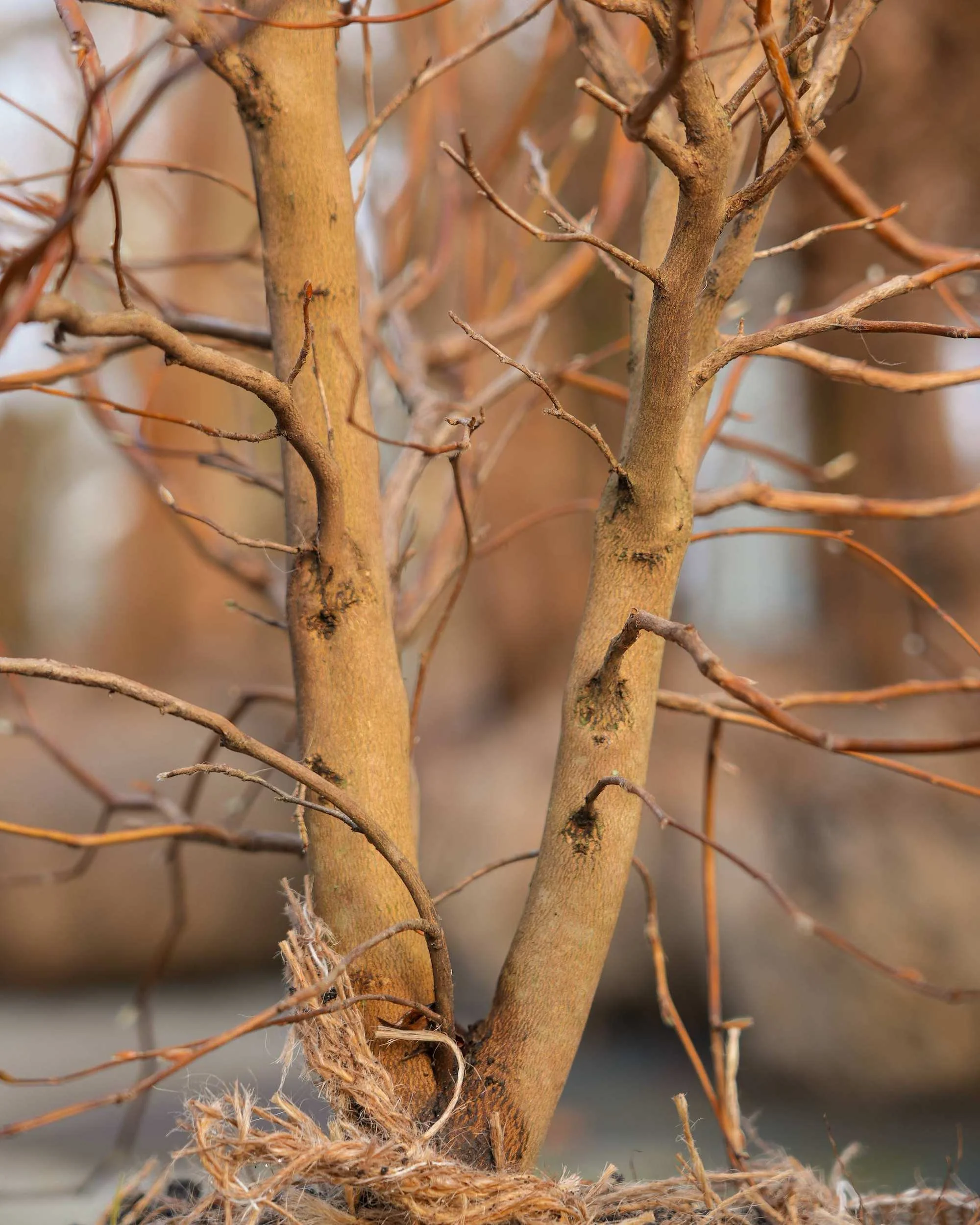 Stewartia pseudocamellia Multi-stem at the Form Plants nursery