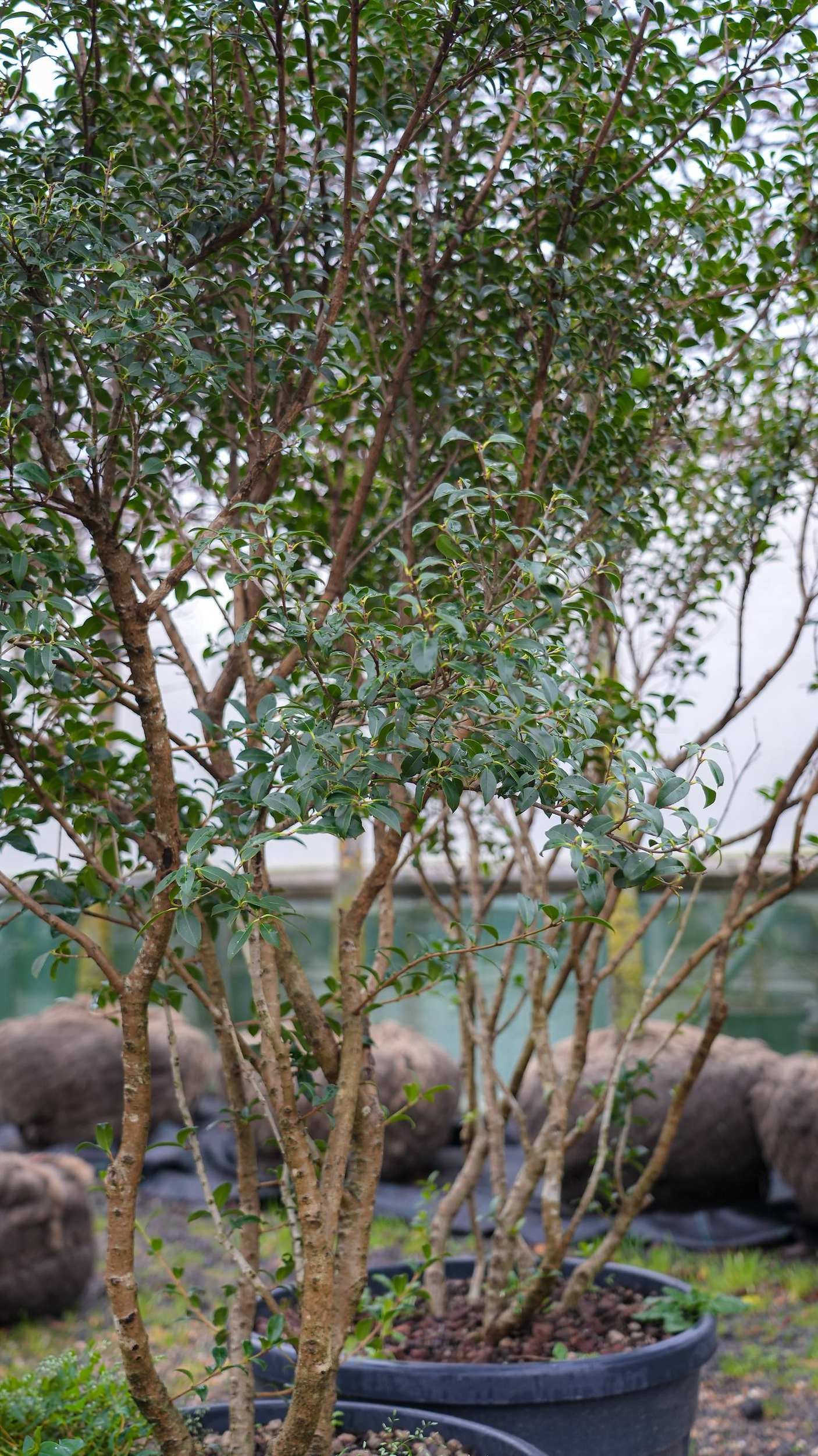 Osmanthus burkwoodii Multi-stem at the Form Plants nursery