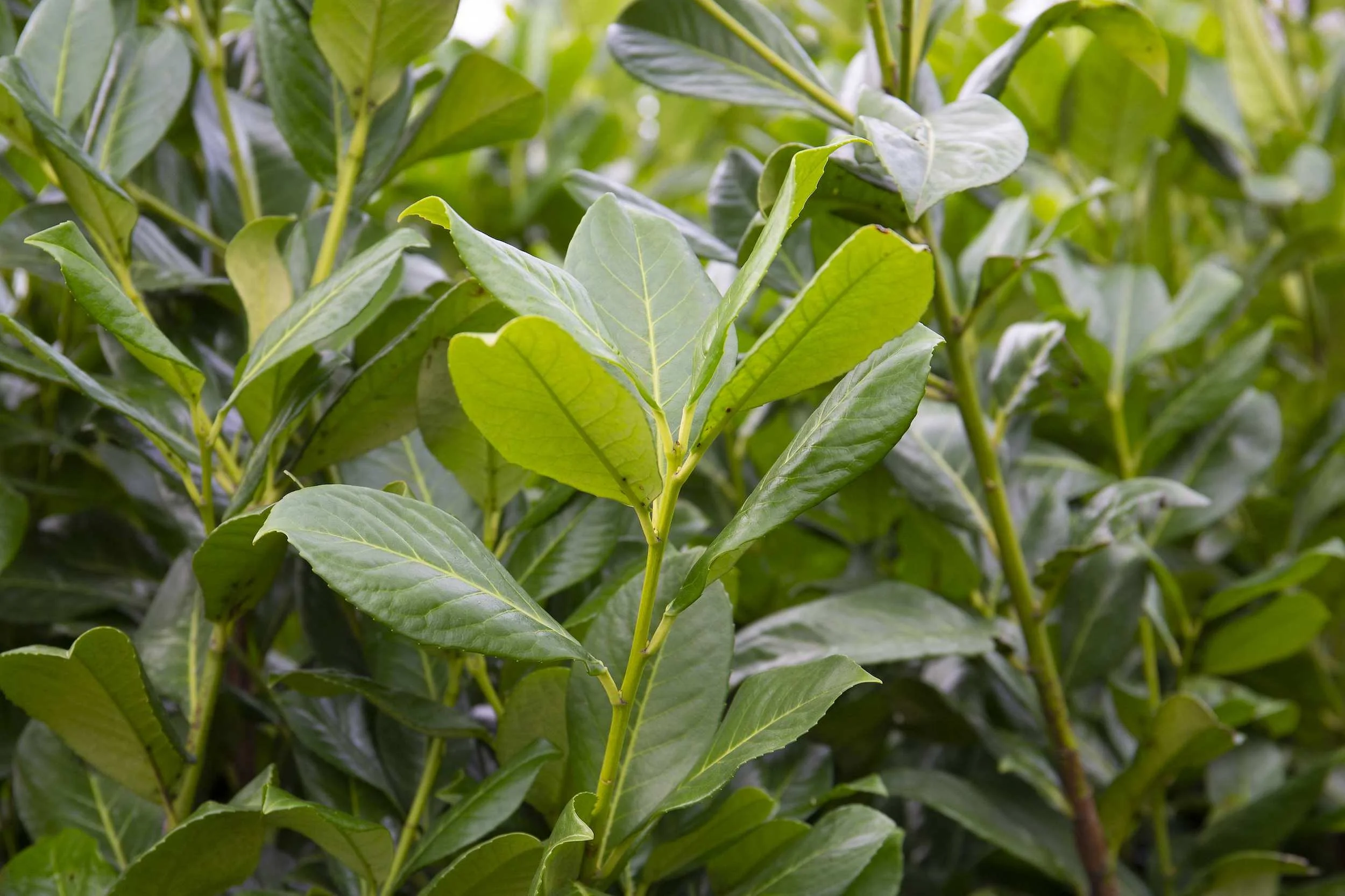 Glossy evergreen hedging grown at the Form Plants nursery