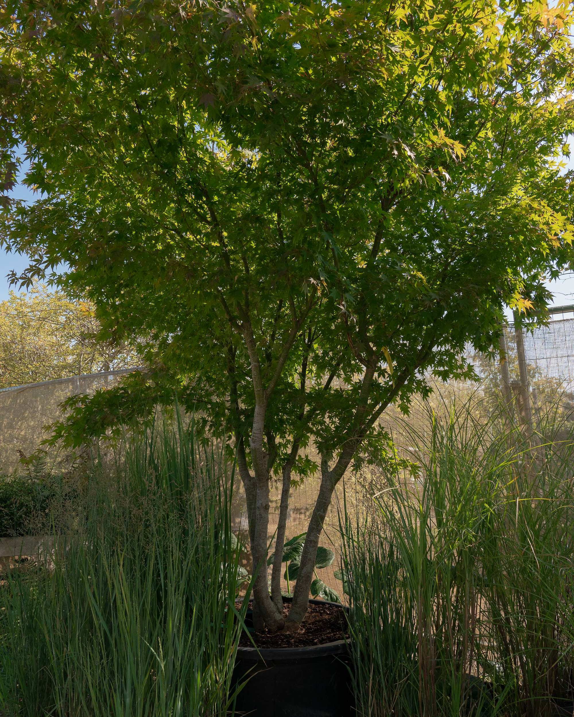 Acer palmatum Multi-stem at the Form Plants nursery