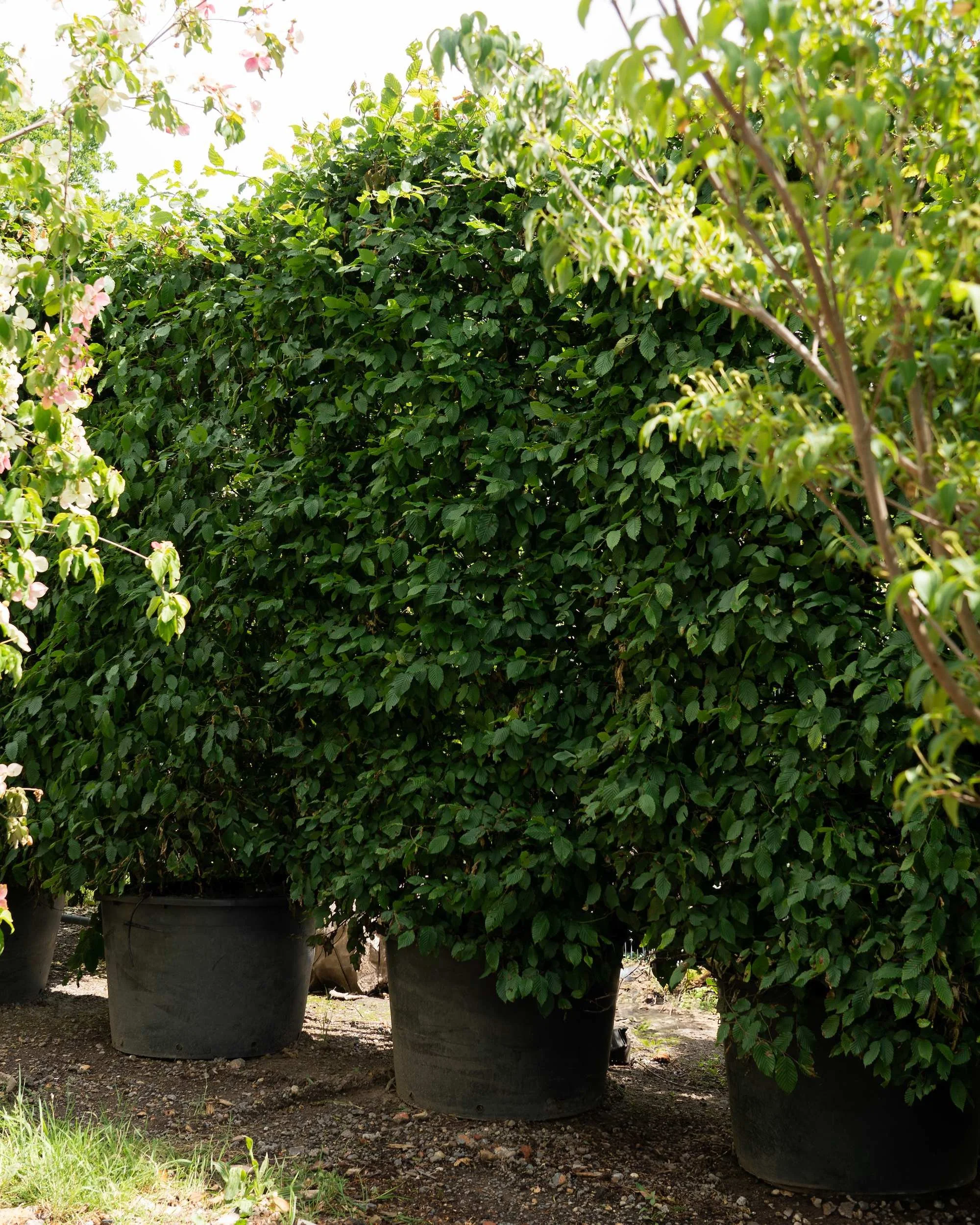 Hornbeam Hedging (Carpinus betulus) at the Form Plants nursery