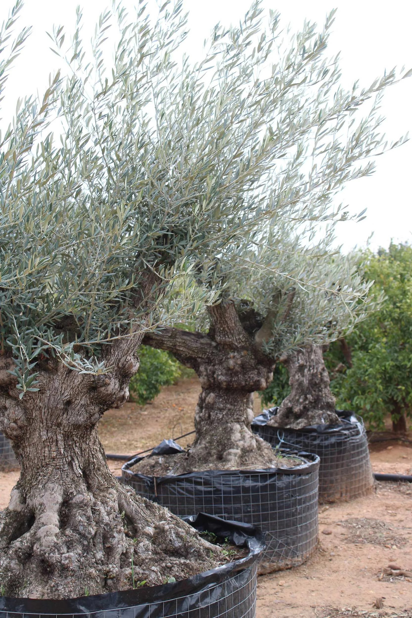 Olea europaea Multi-stem at the Form Plants nursery