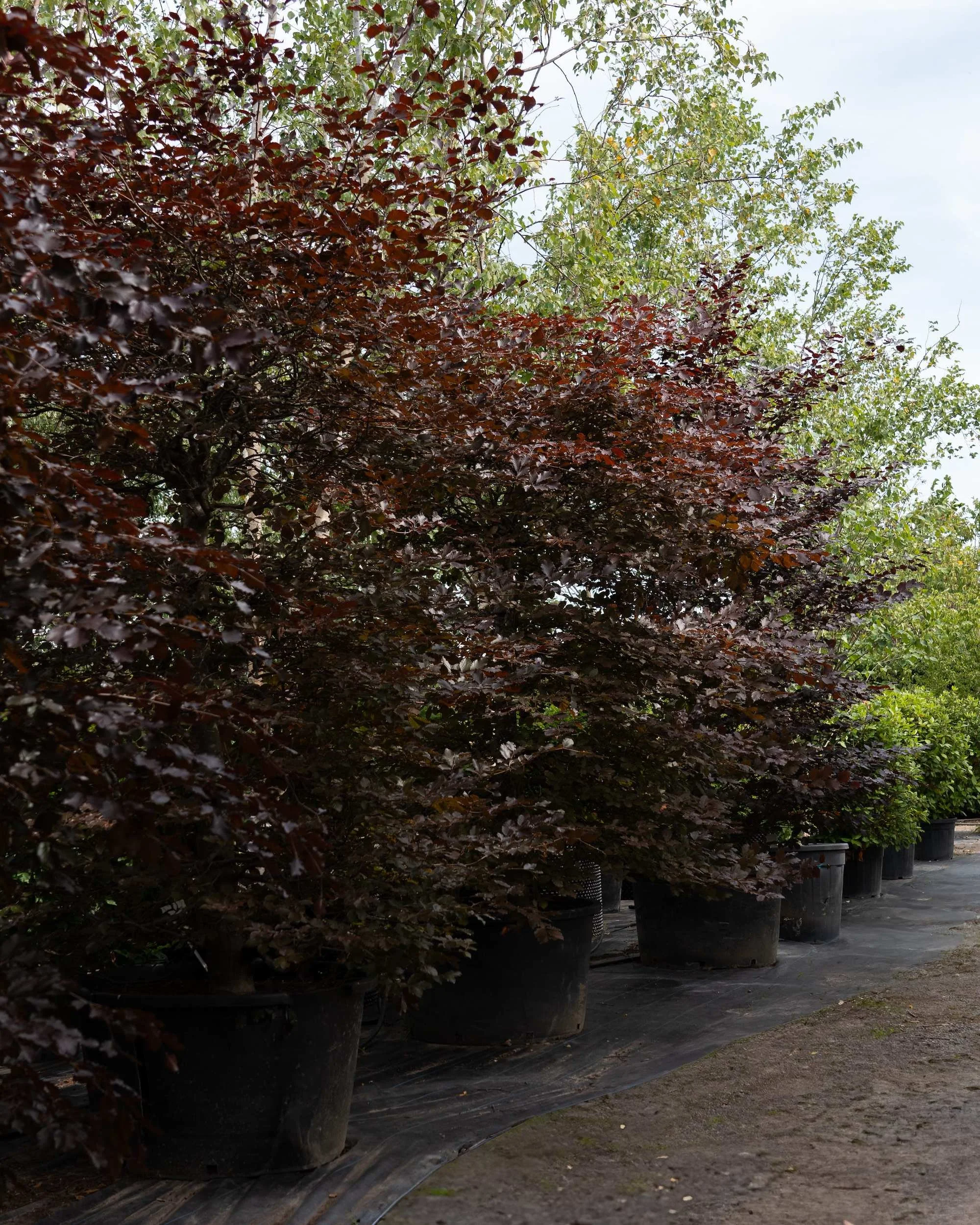 Purple Beech Hedging (Fagus sylvatica Atropunicea) at the Form Plants nursery