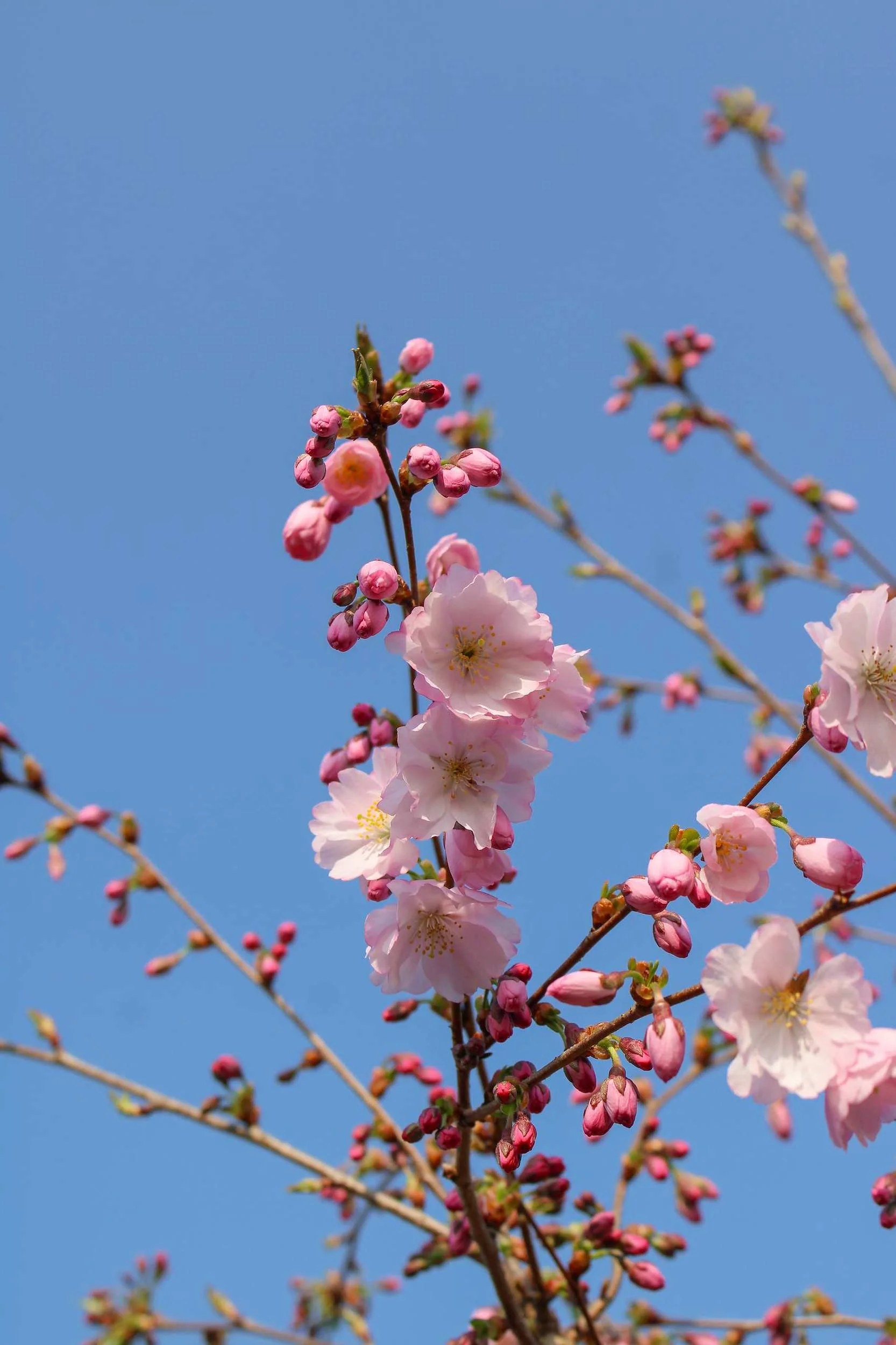 Prunus Accolade Multi-stem at the Form Plants nursery