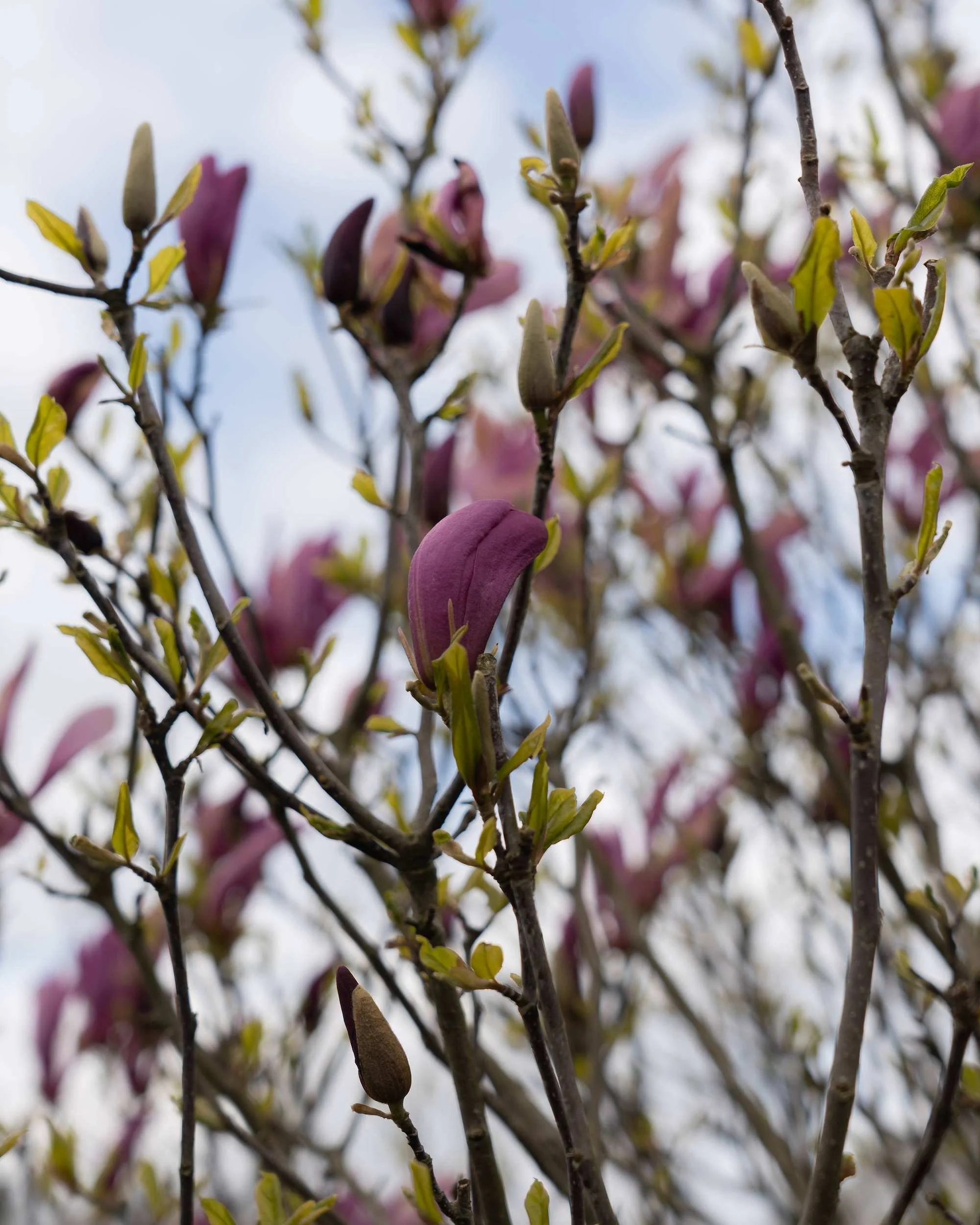 Magnolia Susan Multi-stem | Magnolia | Form Plants