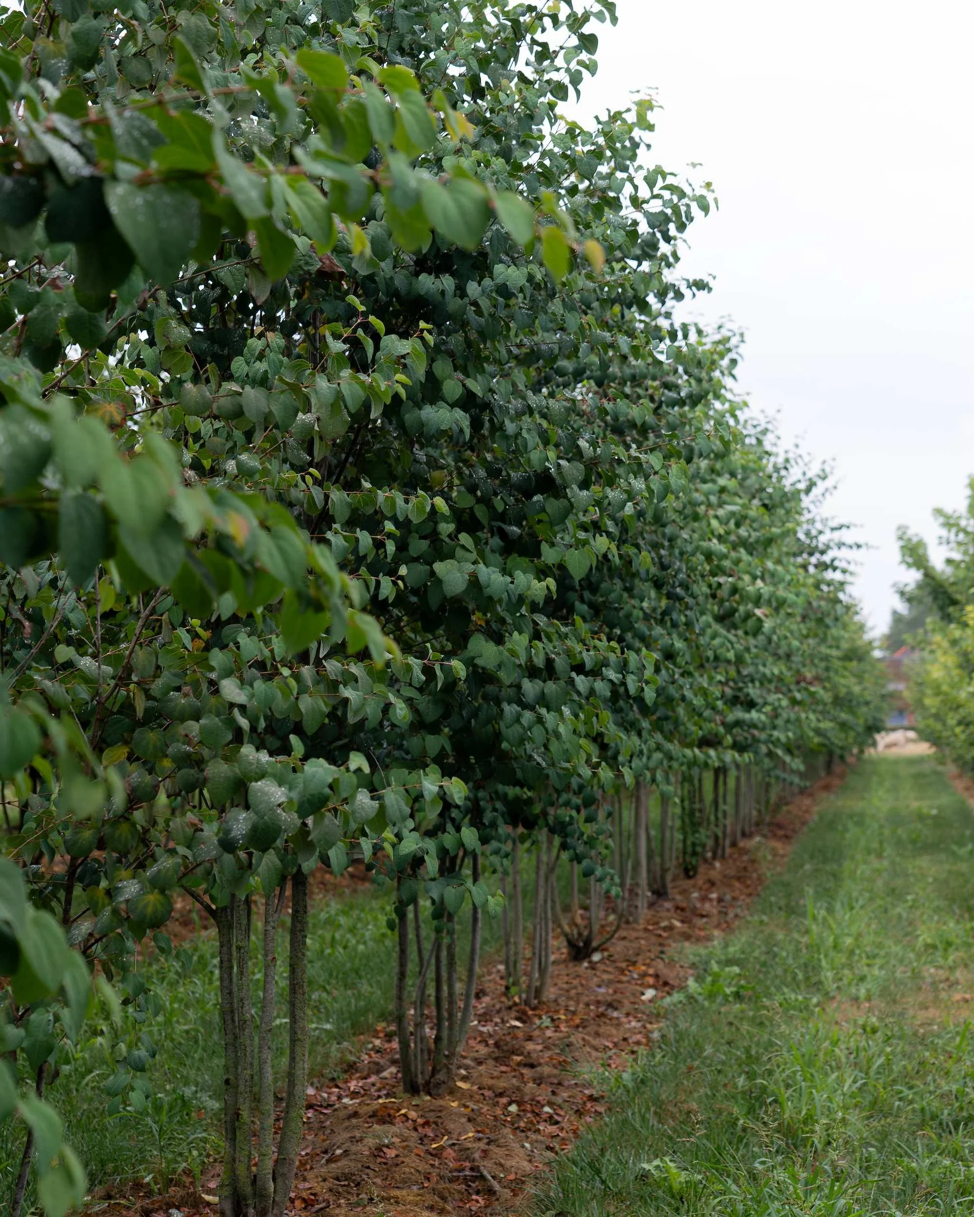 Cercidiphyllum japonicum Multi-stem at the Form Plants nursery