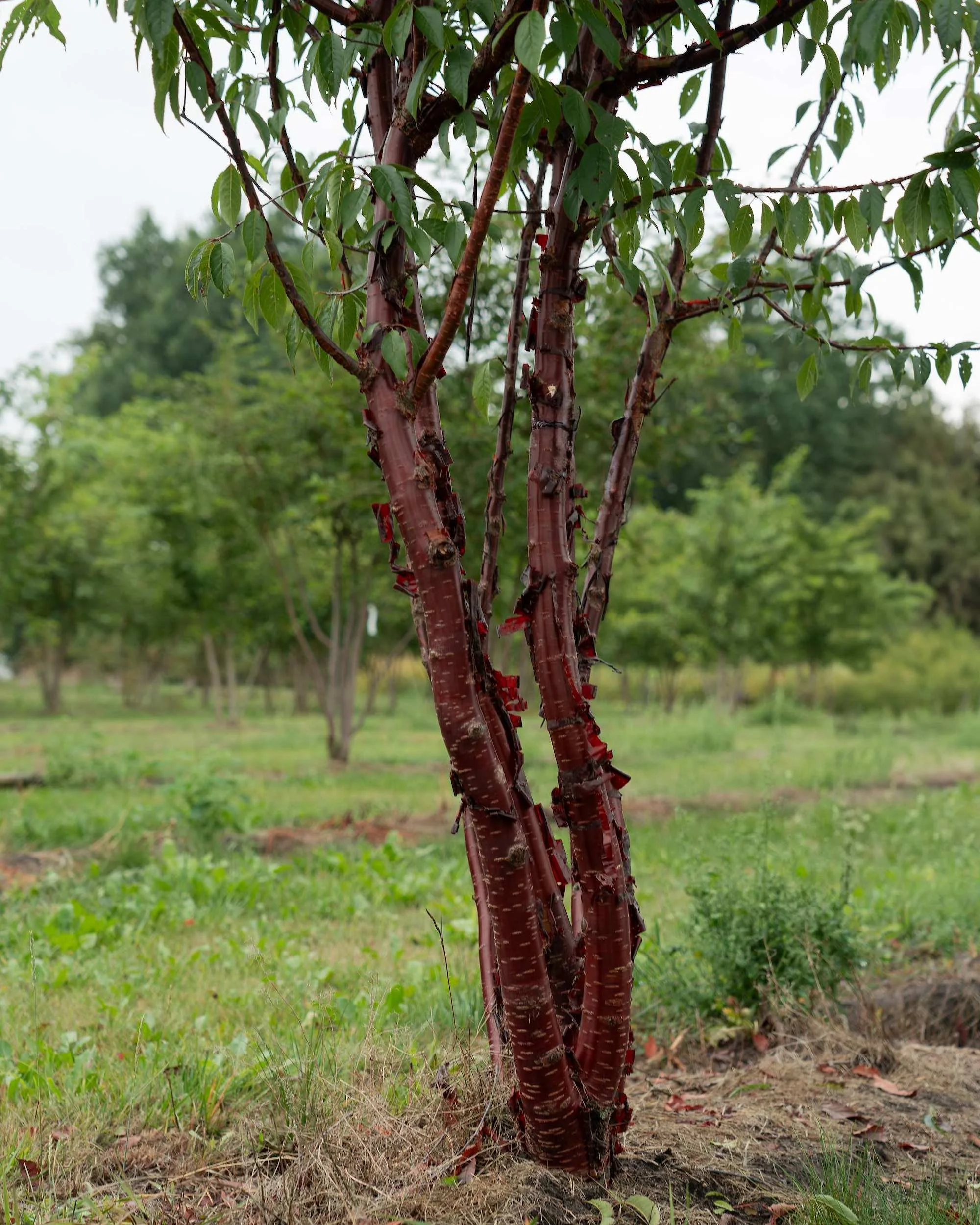 Prunus serrula Multi-stem Tree at the Form Plants nursery