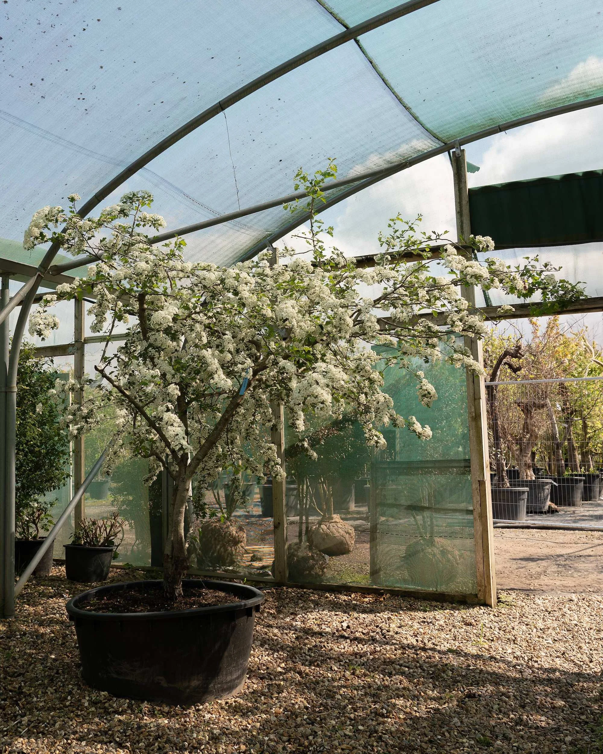 Crataegus monogyna Multi-stem Tree at the Form Plants nursery