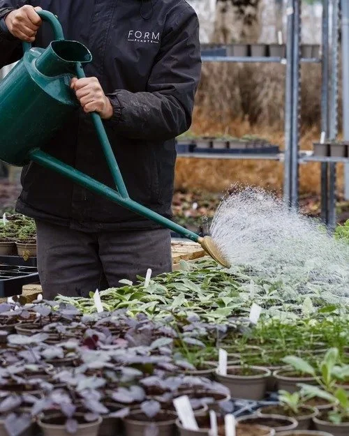 Watering young perennials in pots with a green watering can at Burrow Hill