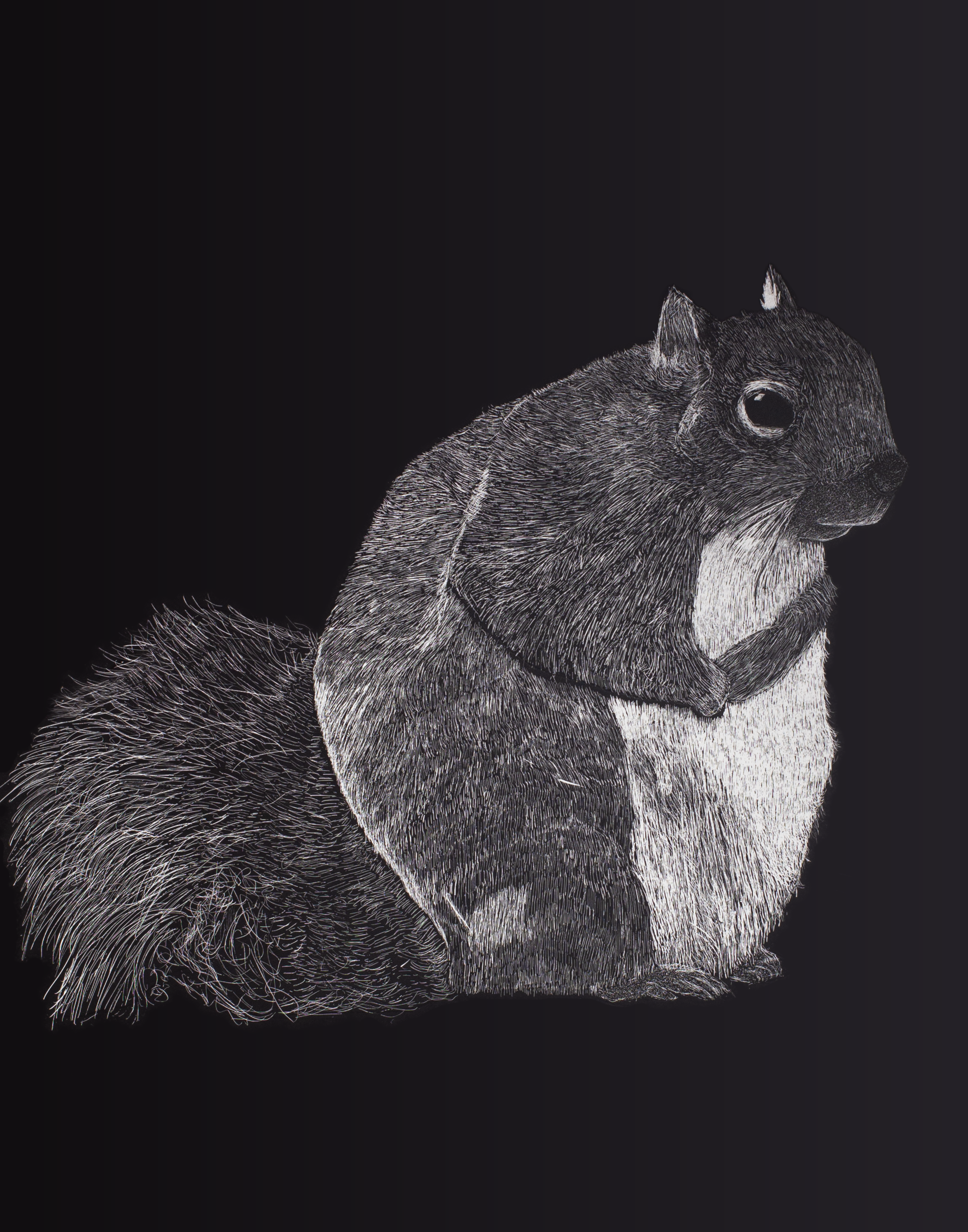 squirrel.png