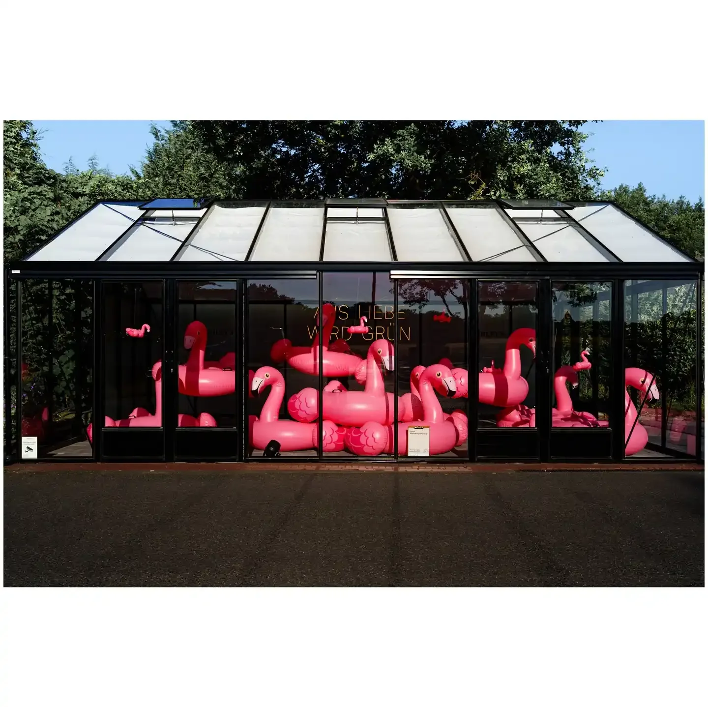 Flamingos