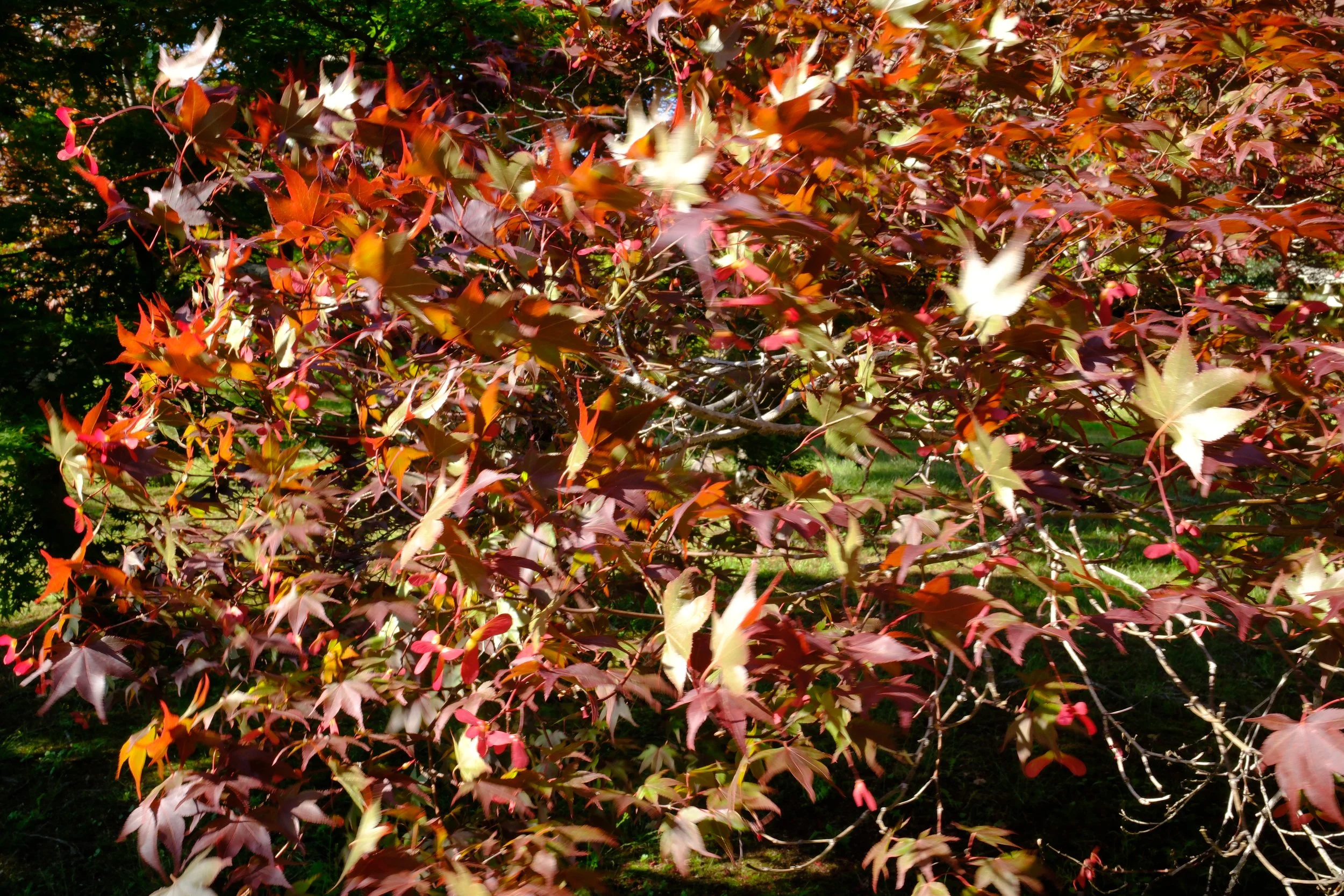 DSCF0163.JPG