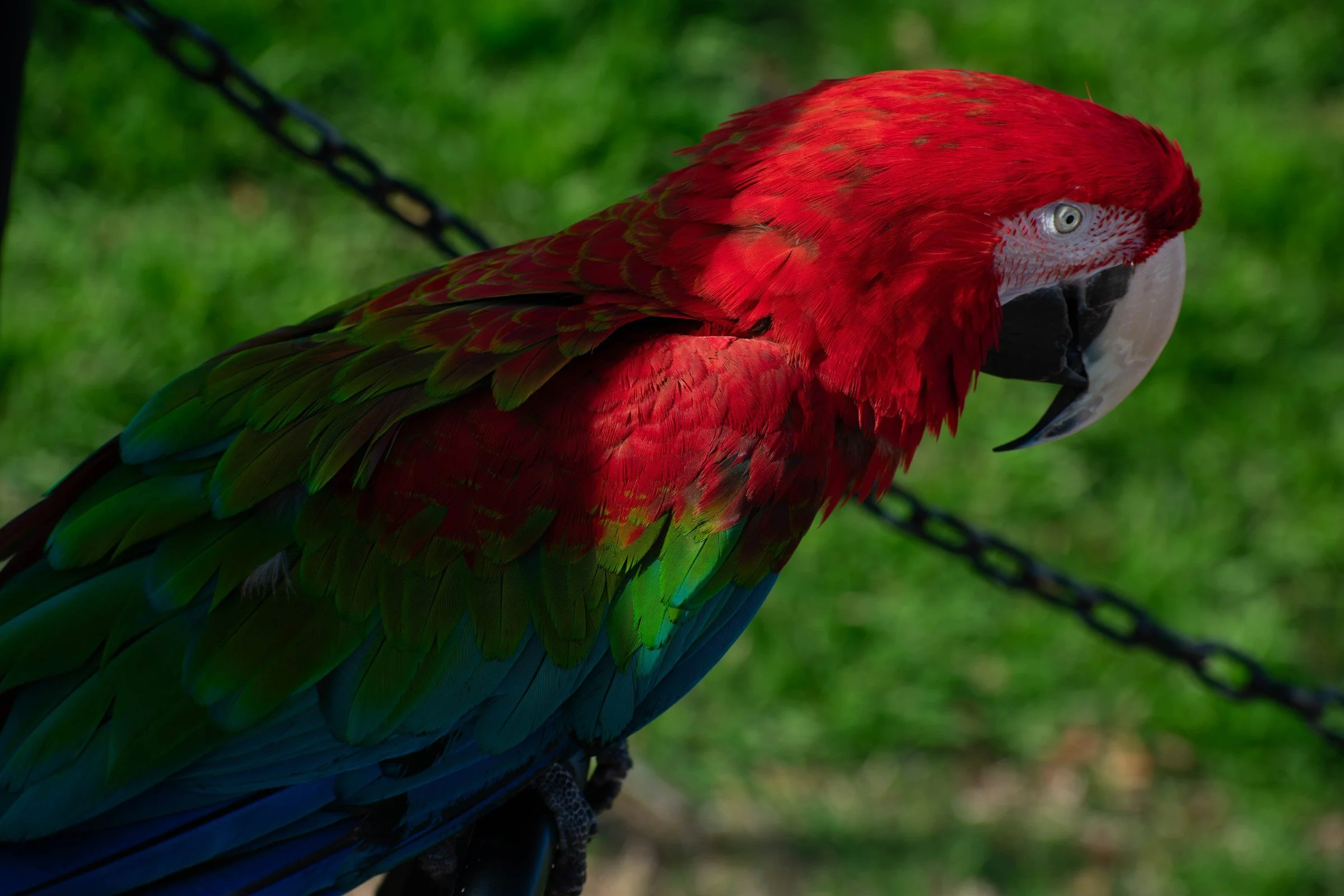 wild_parrot_chain.jpg