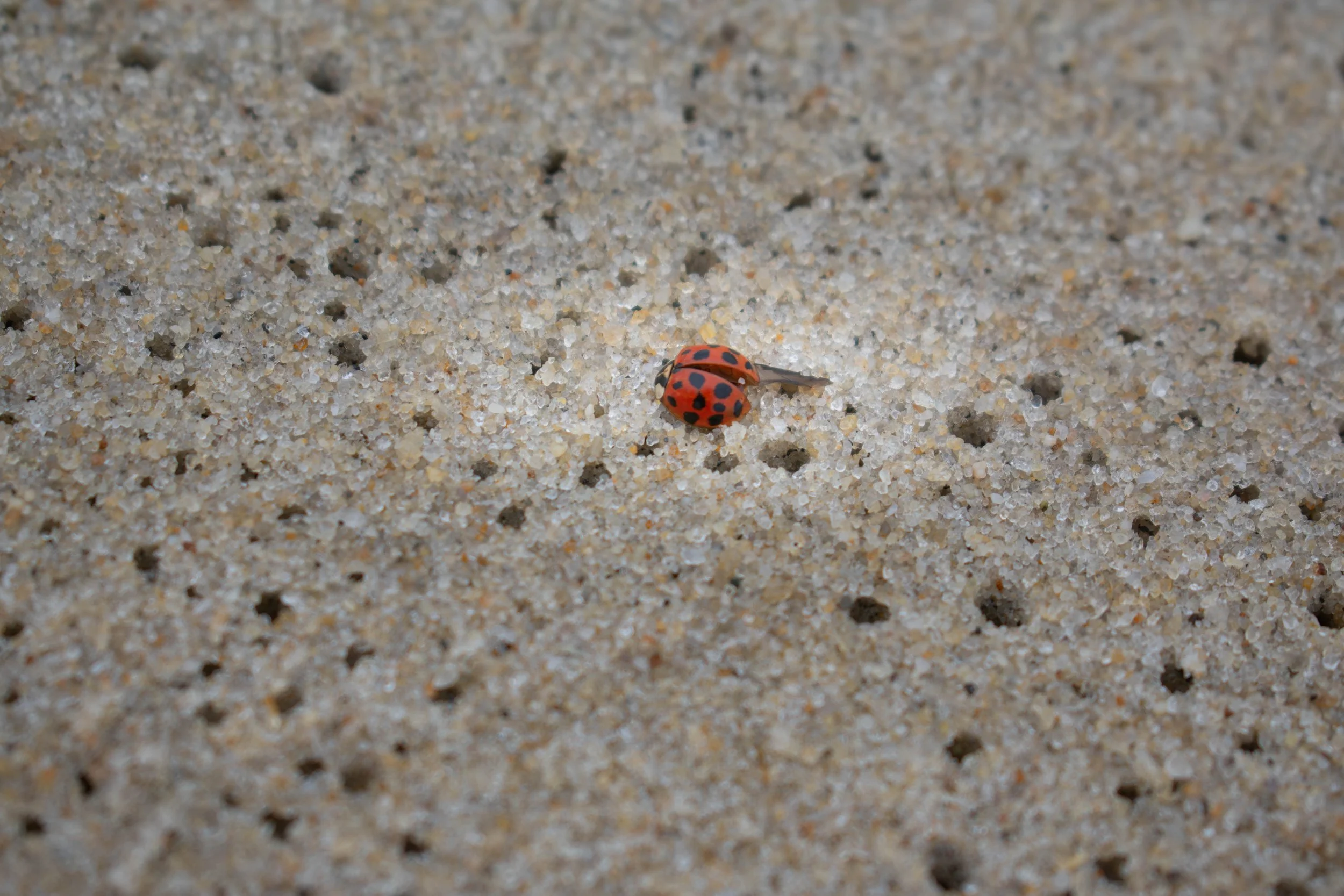 DSC_0035.jpg