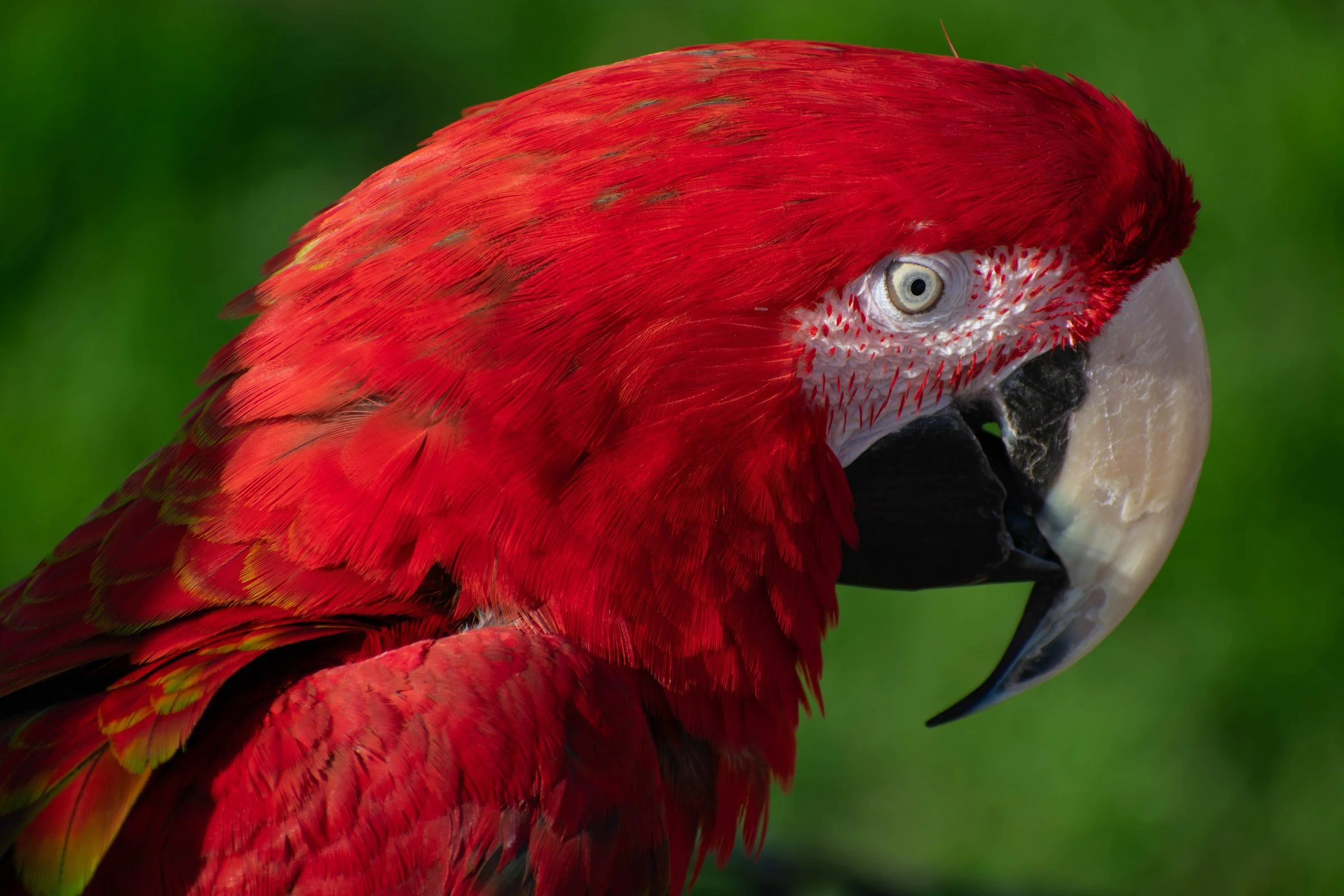 wild_parrot_close.jpg