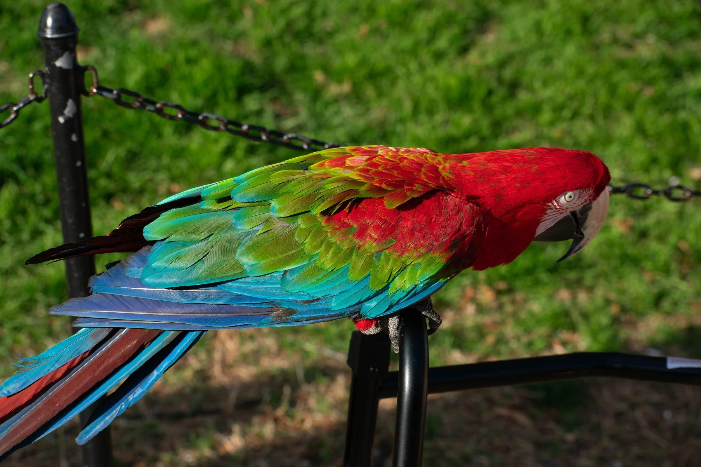wild_parrot_perch.jpg