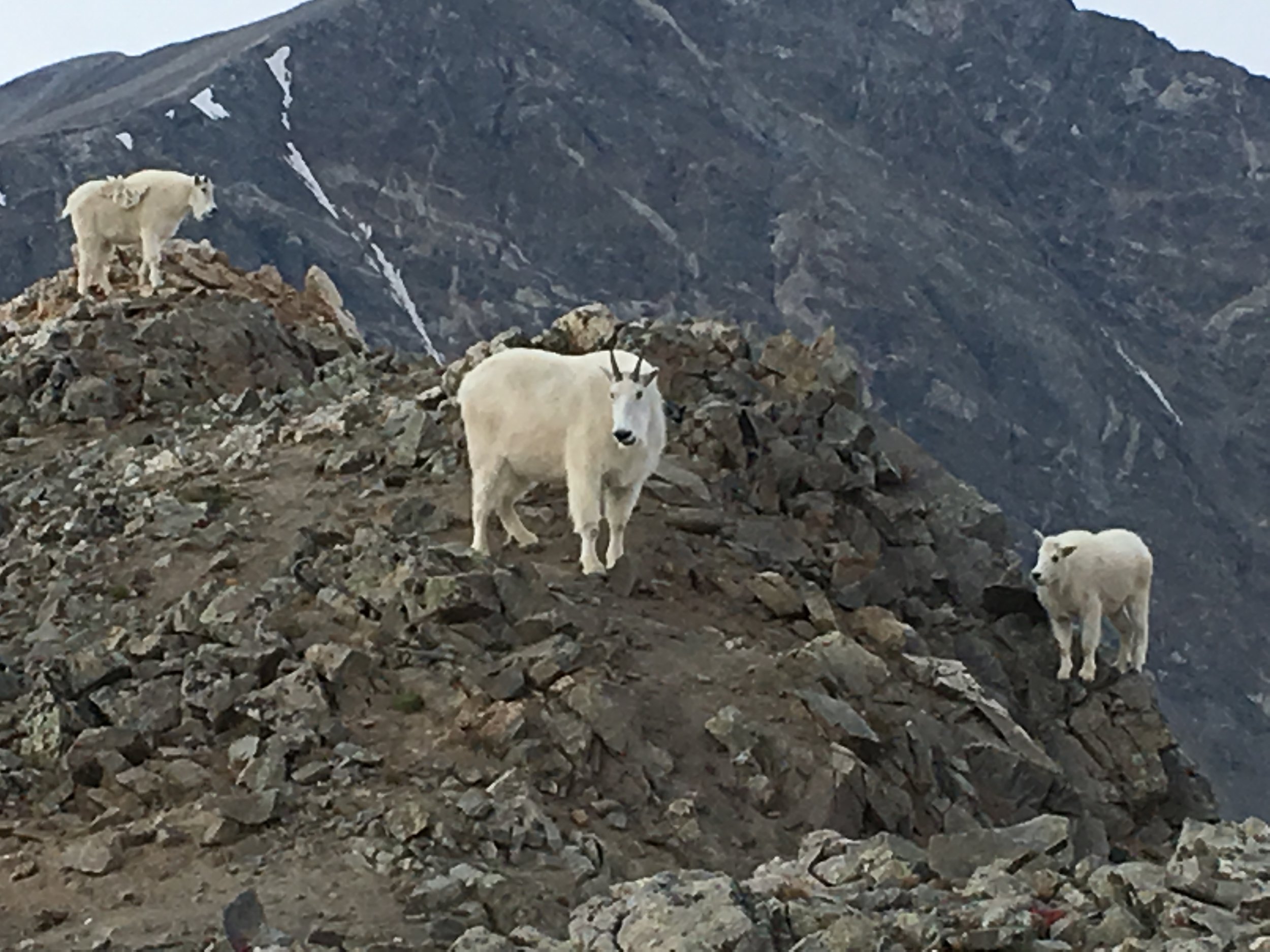 A mountain goat standing on rocky terrain with a mountain in the background.