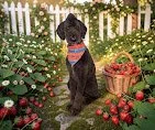 Black dog sitting in a garden with Christmas decorations, including red and white flowers and a basket, behind a white picket fence.