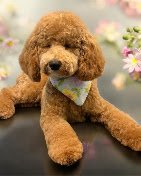 A plush brown poodle toy with a light blue bandana sitting on a black surface, flowers in the background.