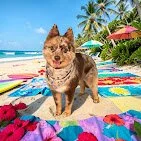 Dog standing on colorful poolside towels with umbrellas and palm trees in the background.