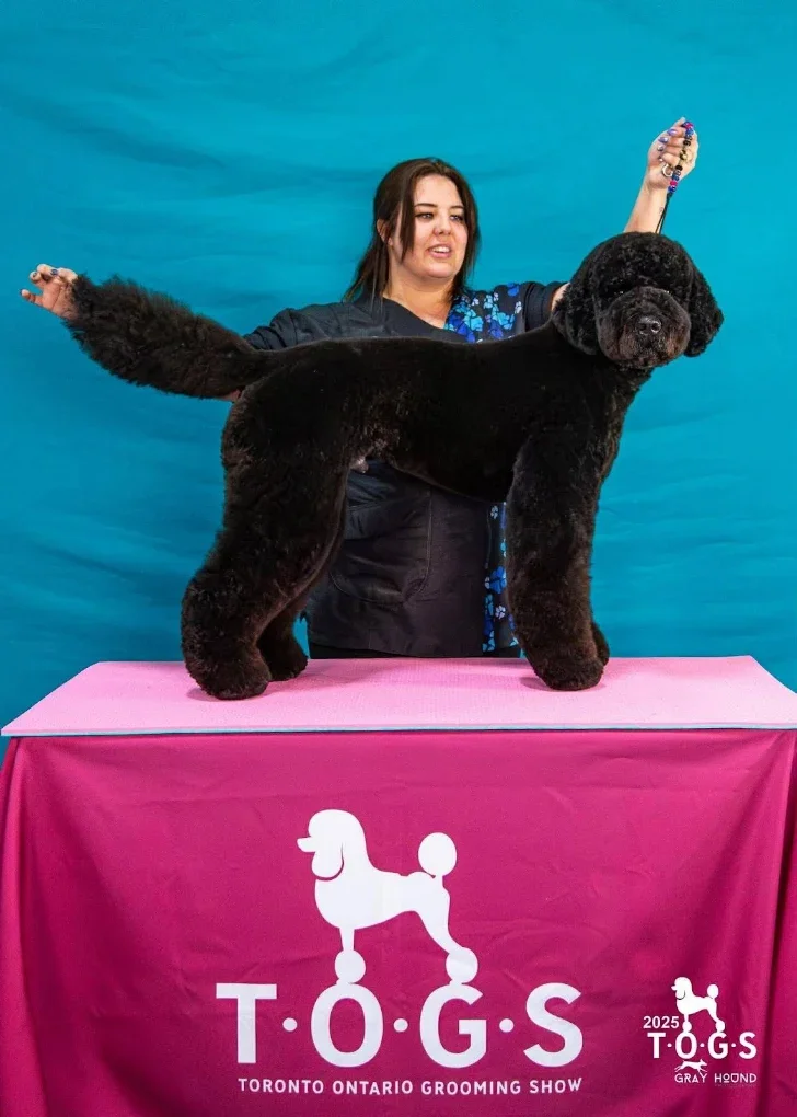 Black standard poodle standing on pink grooming table with pink T.O.G.S Toronto Ontario Grooming Show banner, groomer in a black jacket behind, blue backdrop.