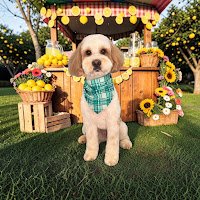 A small dog wearing a blue bandana sitting in front of a decorated flower stall at a garden or park.