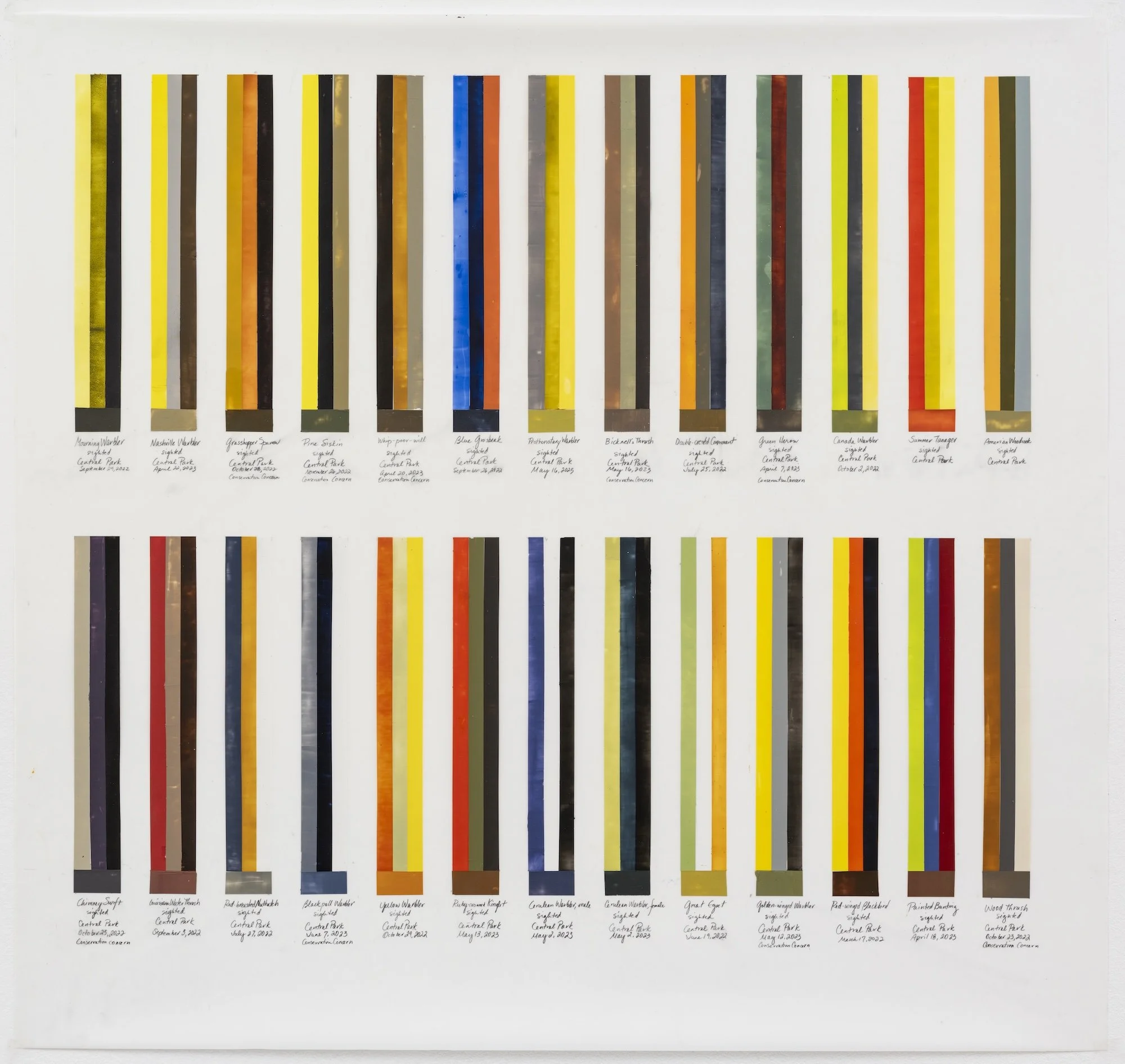 Migration Chart -26 Birds, 2026, acrylic, graphite on polyester resin film, 34 x 36 inches