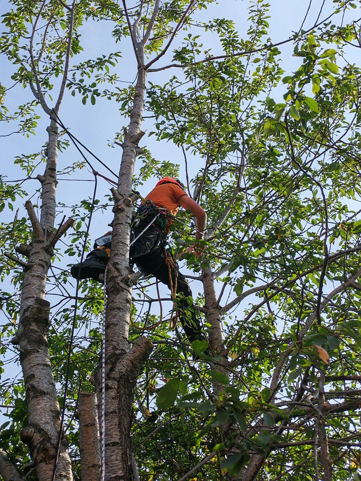 A person wearing an orange helmet and harness climbing a large tree among green leaves on a bright day.