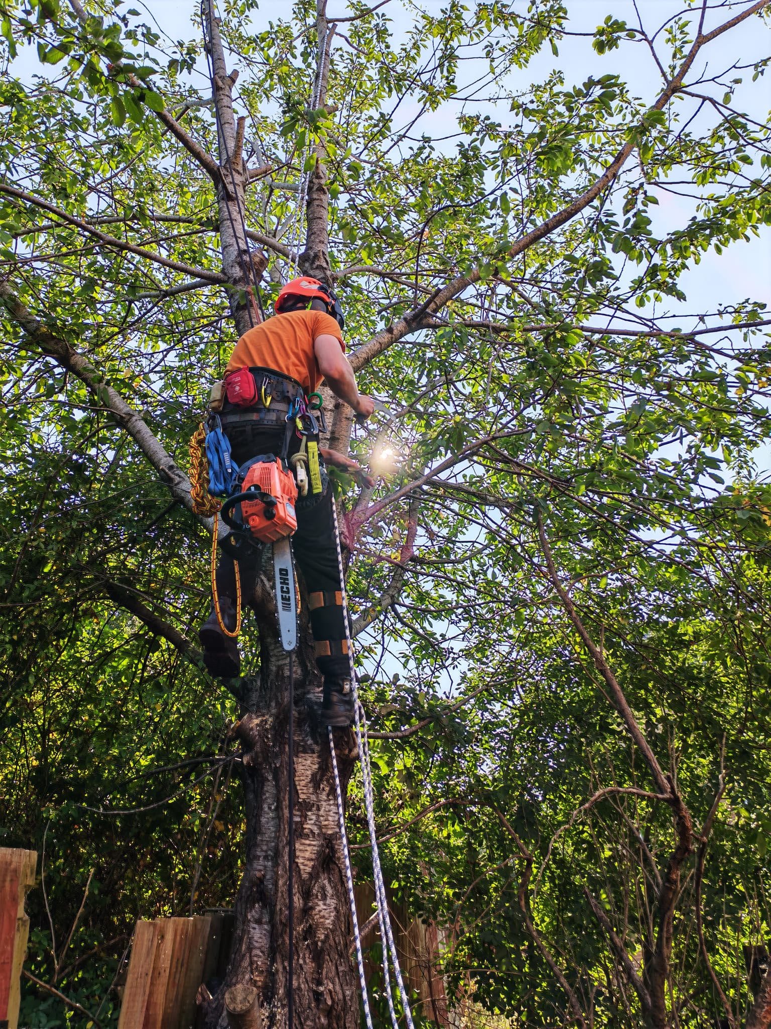 A person wearing an orange helmet and work gear climbing a tree with a ladder in a backyard.