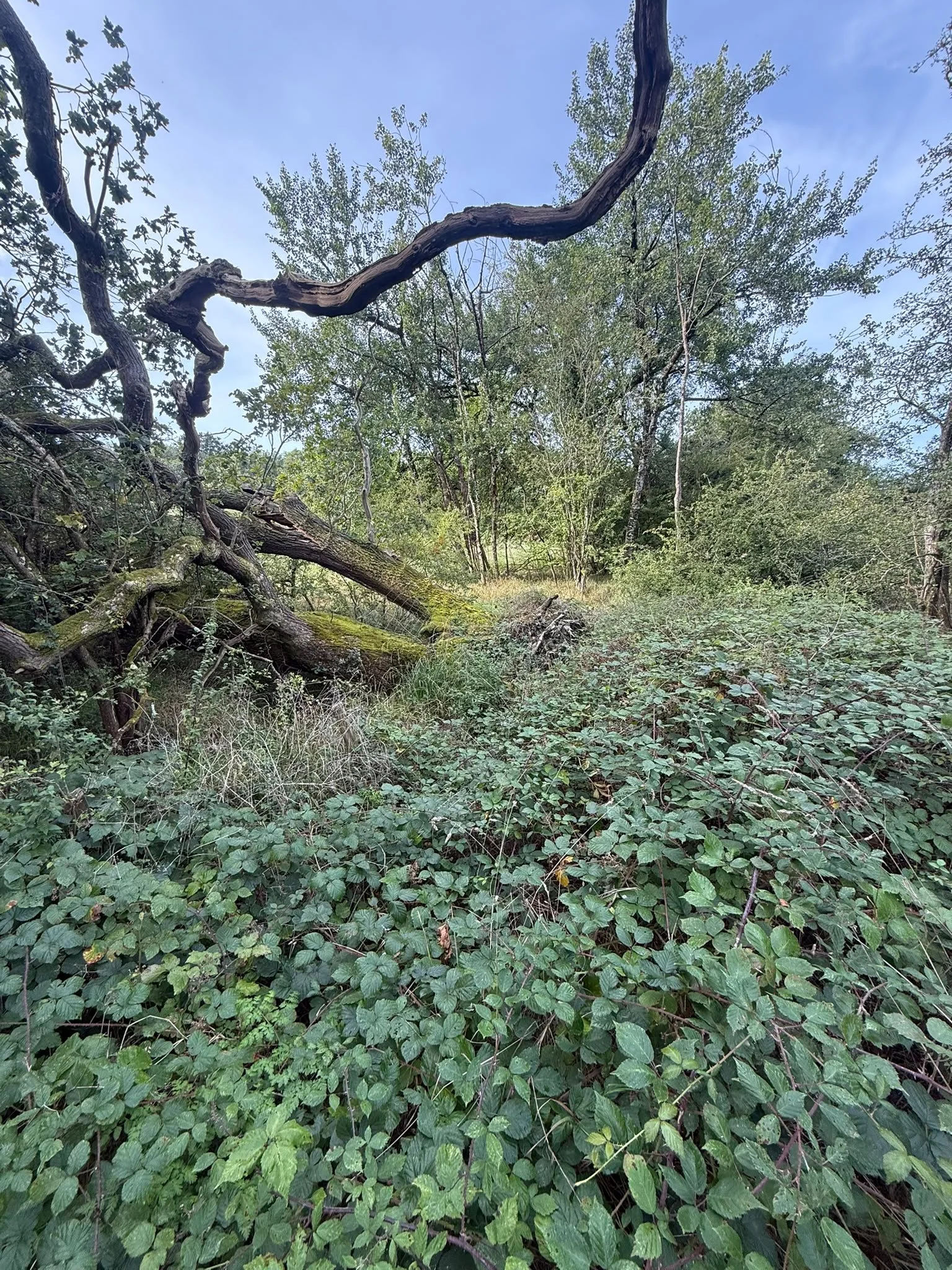 Dense green undergrowth in a forest with trees, some fallen branches, and a clear blue sky visible through the canopy.