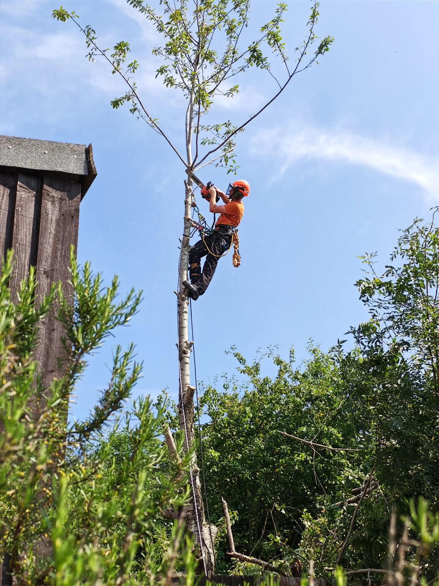 A worker in orange shirt, black pants, wearing a helmet and harness, trimming a tall tree with a chainsaw in a backyard with a wooden fence and various green bushes and trees against a bright blue sky.