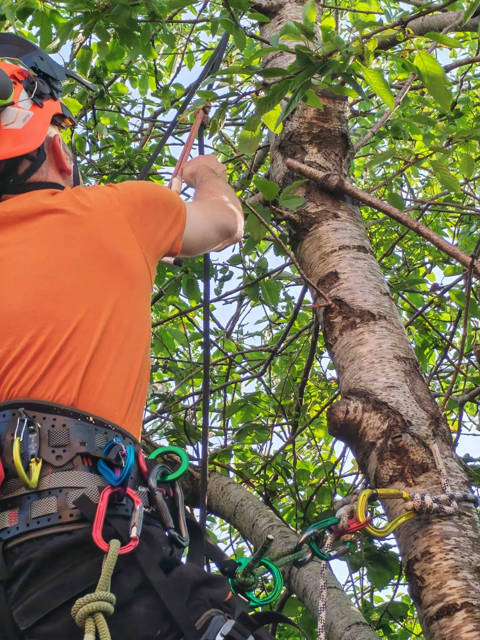 A person wearing climbing gear and an orange shirt is climbing a tree, using ropes and carabiners, surrounded by green leaves.