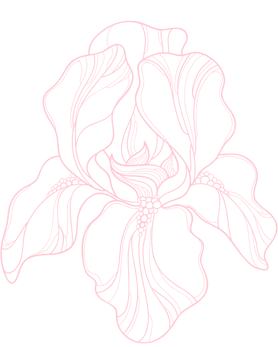 Outline drawing of a flower with large petals and intricate line details, pink on black background.