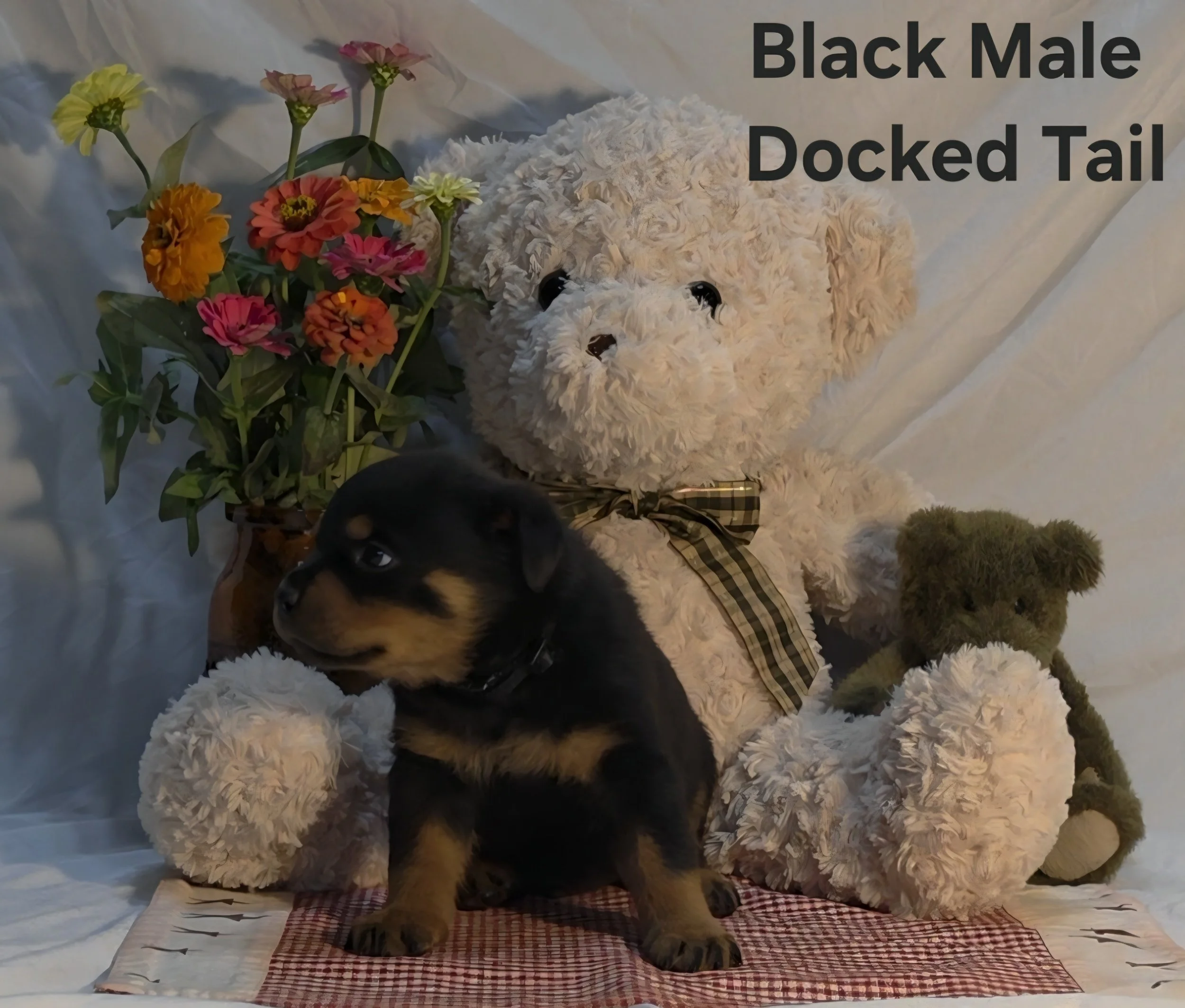 A white plush teddy bear with black eyes and nose, wearing a plaid bow tie, sitting on a checkered cloth with a bouquet of colorful flowers including yellow, pink, and orange blooms nearby, against a background with the text 'Black Male Docked Tail'.