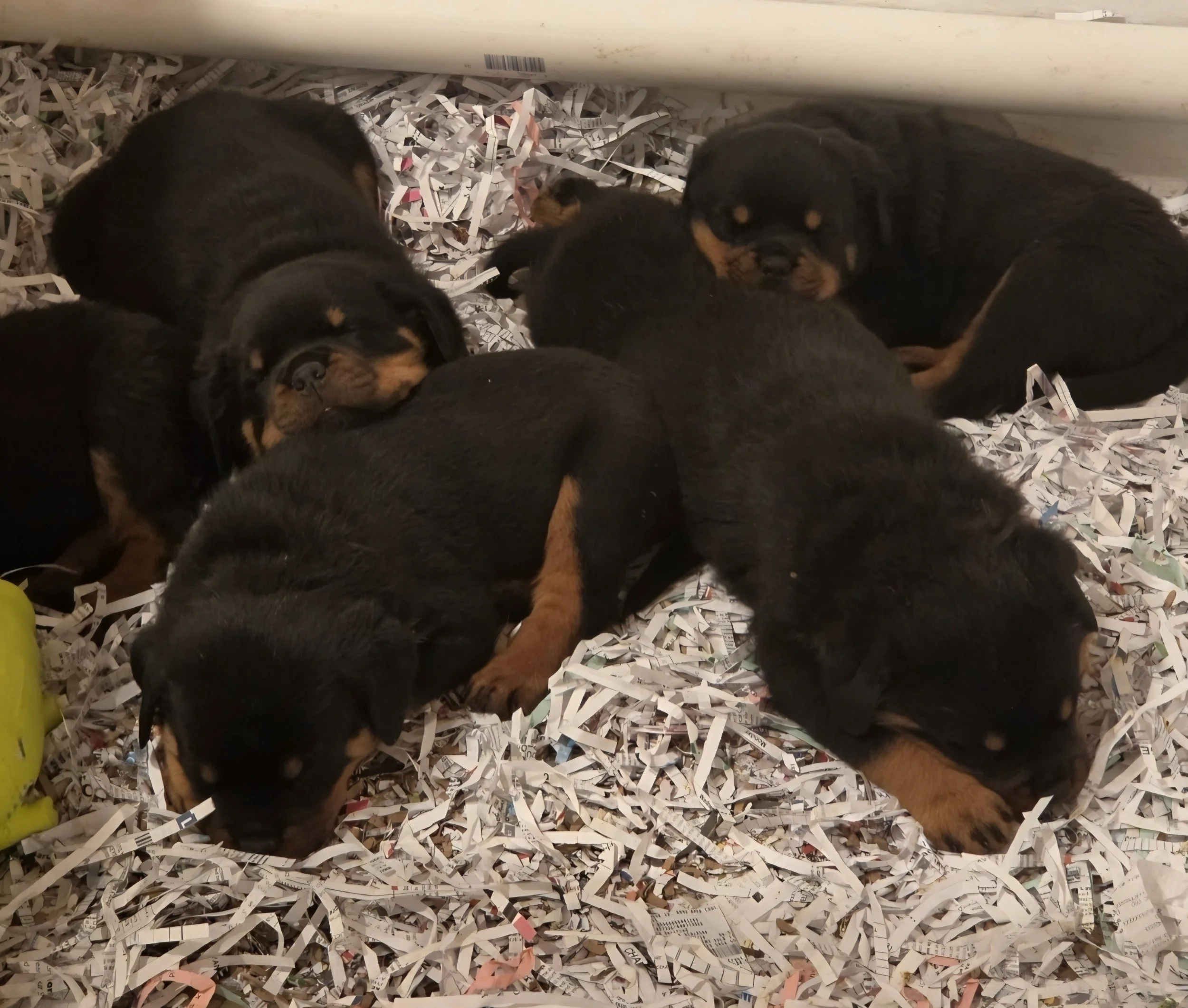 Four puppy dogs resting on shredded paper bedding in an indoor area.