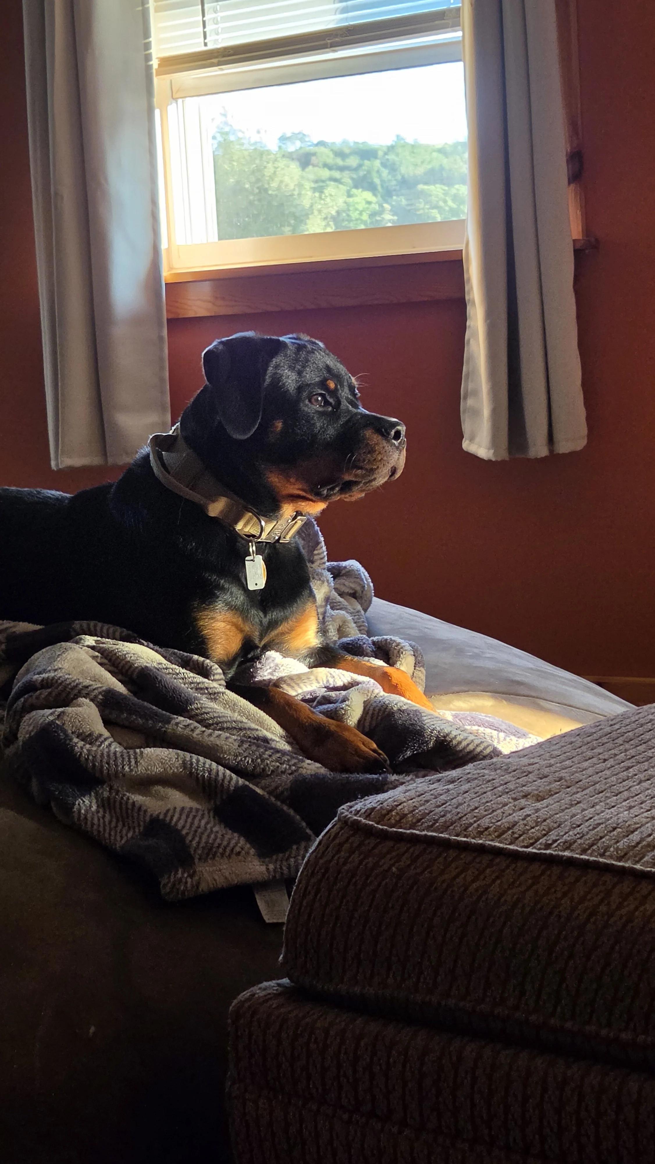 A black and brown dog lying on a cozy blanket on a couch, gazing out of a window in a sunlit room.