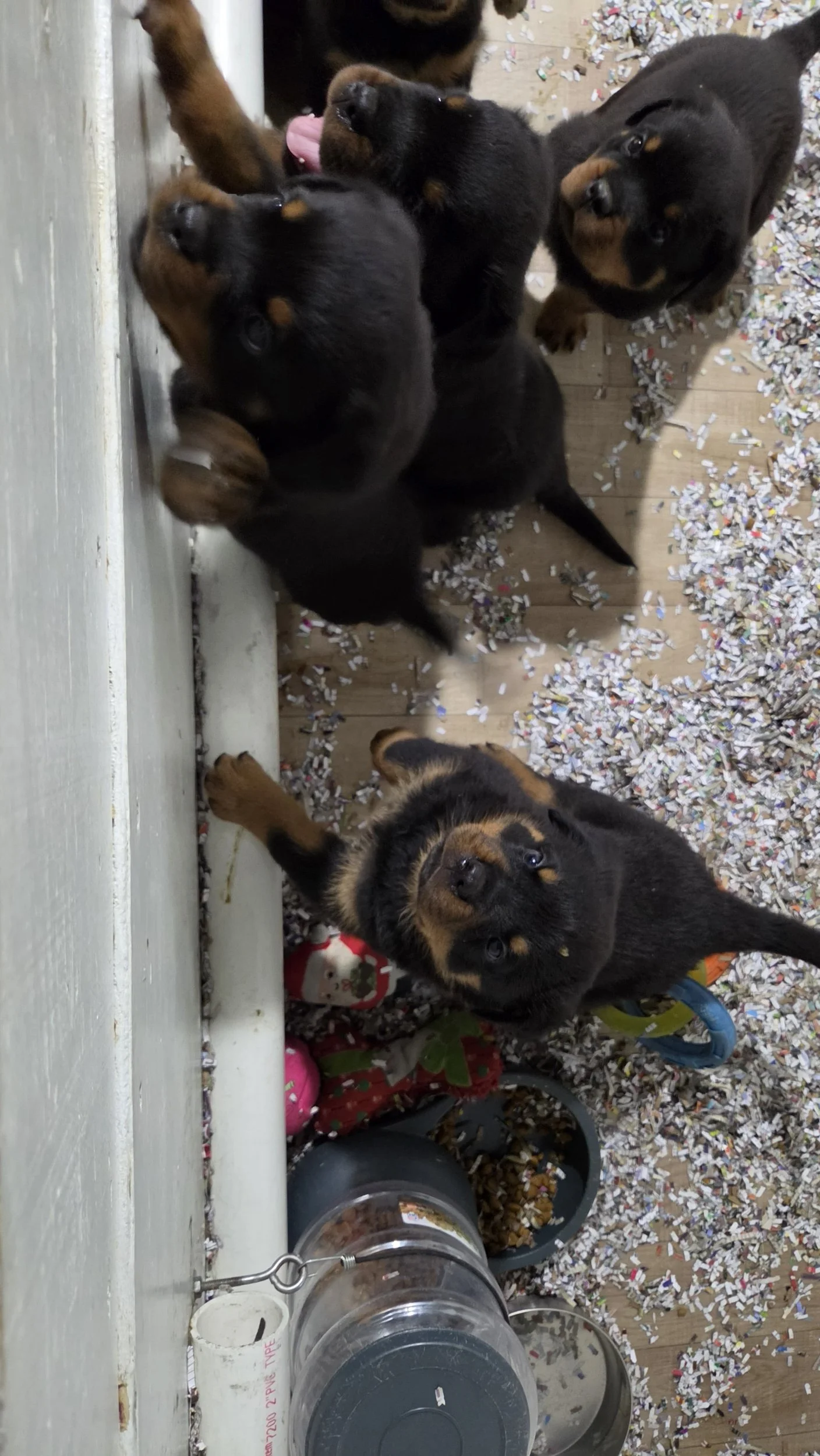 Six adorable puppies of different colors, black and brown, playing on a wooden floor covered with shredded paper. Some puppies are leaning against a white wall, and there are pet bowls, toys, and a red cloth among the scattered paper.