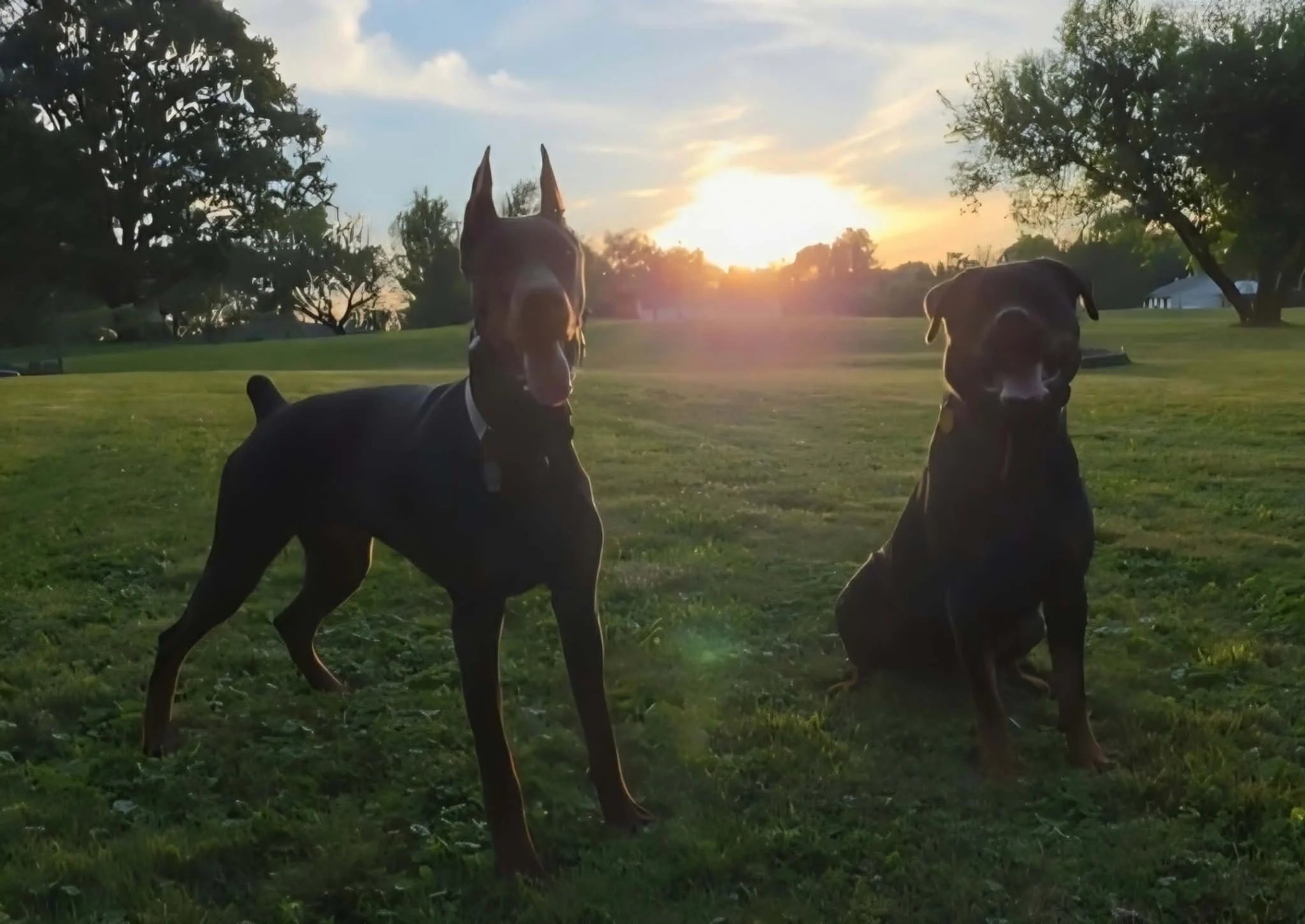 Two dogs, one with erect ears and the other with floppy ears, sitting on grass with trees and a sunset in the background.