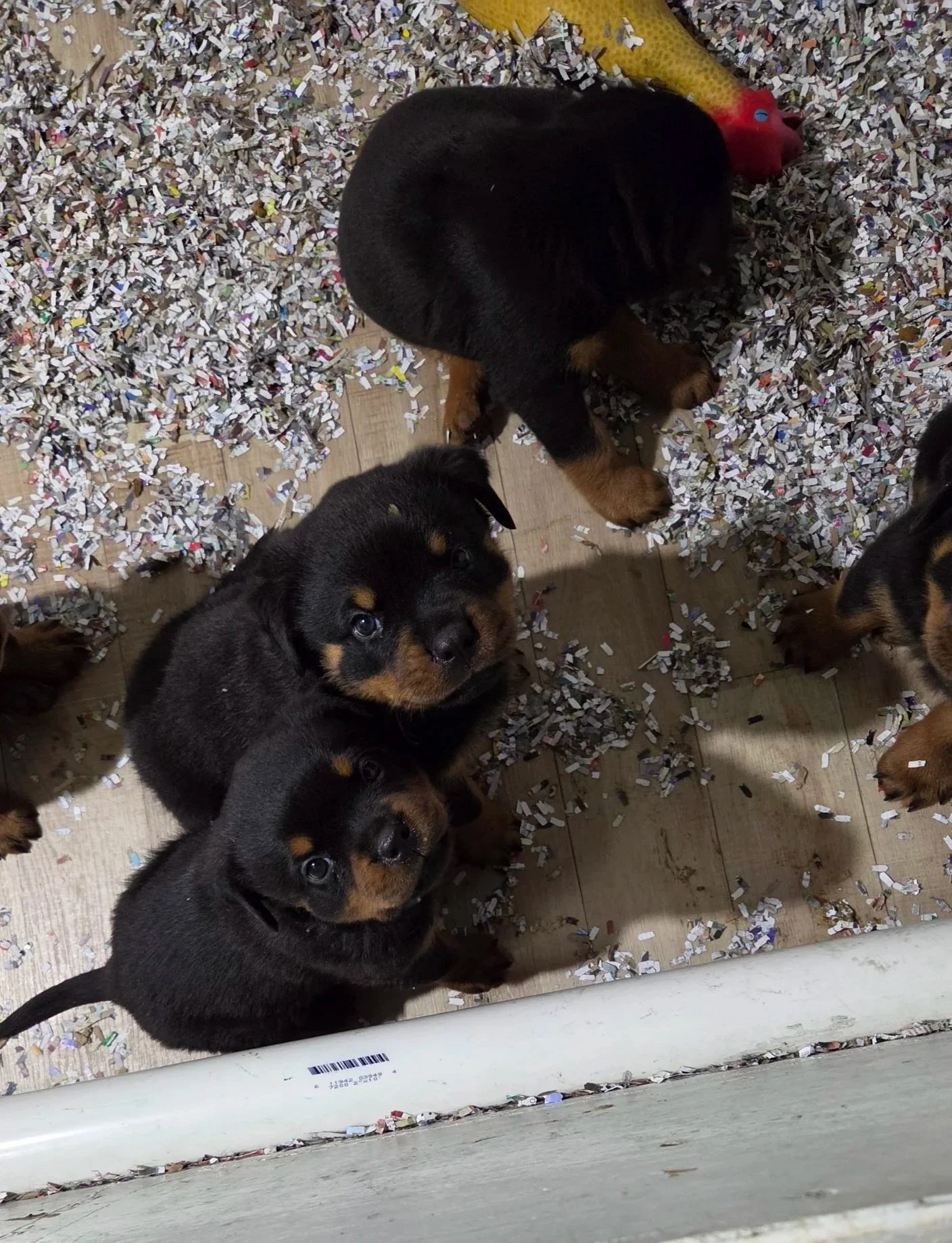 Several adorable black and tan puppies with floppy ears and curious eyes in a pile of shredded paper on a wooden floor.