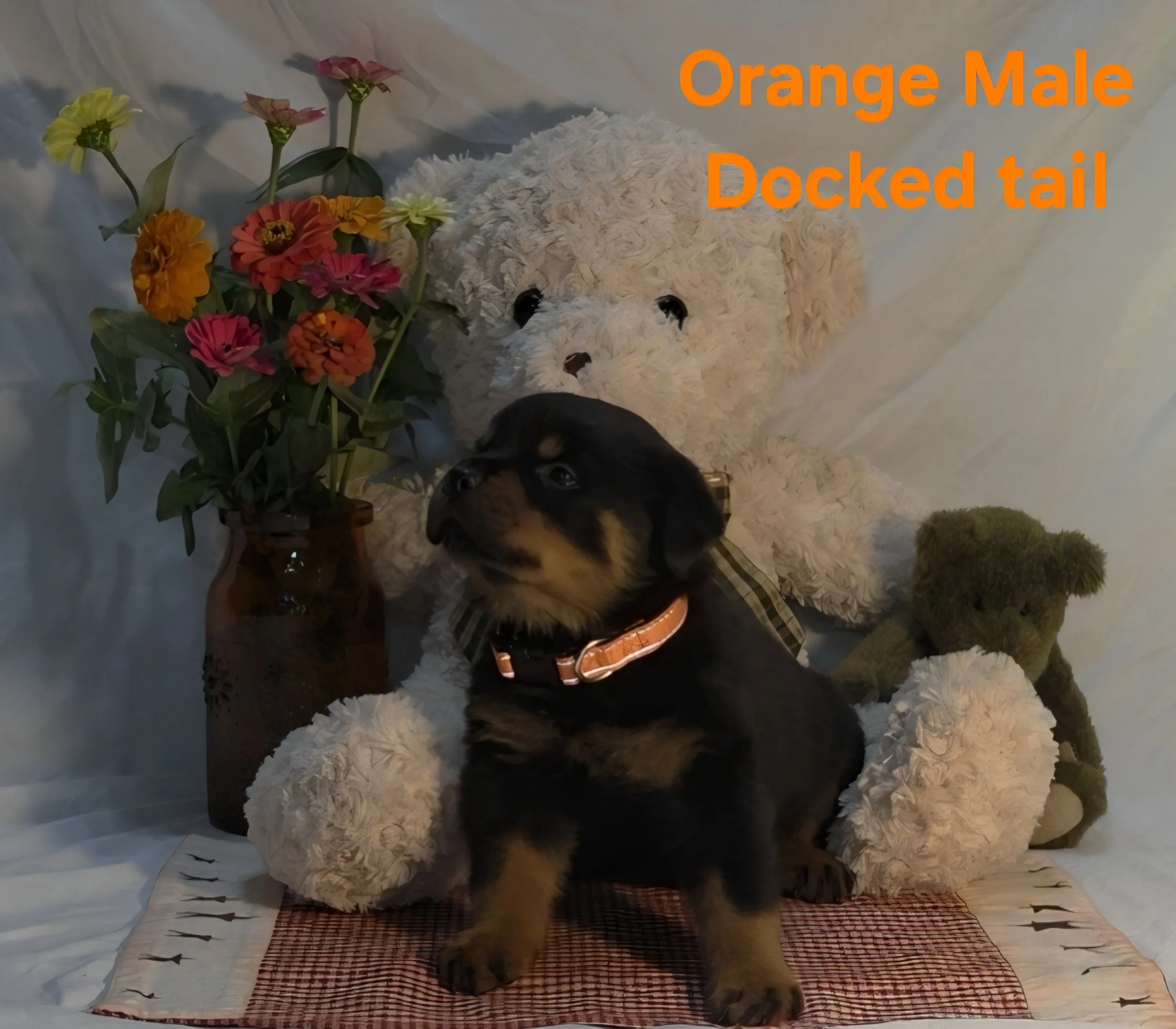 A small black and brown puppy lying on a red and black checkered blanket surrounded by white, pink, orange, and yellow flowers with a white plush toy with black eyes and nose in the background. Text overlay in orange reading "Orange Male Docked tail".