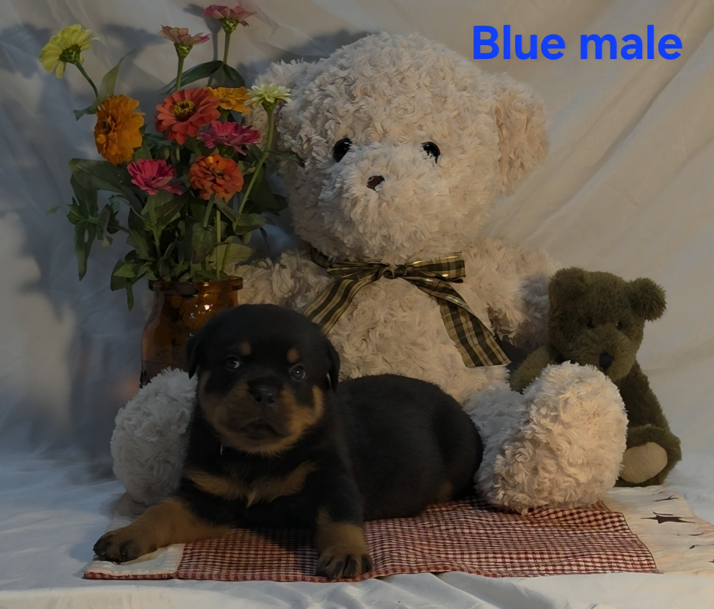 A plush teddy bear with a curly cream-colored fur and a plaid bow around its neck is sitting on a red and white checkered cloth. Next to the bear is a small black and tan puppy with a shiny coat, lying on the checkerboard cloth. There is a bouquet of vibrant pink, yellow, orange, and cream flowers placed in a small amber-colored vase to the left of the toys. The background is a plain draped cloth, and the image has text overlay that says 'Blue male' in blue letters.