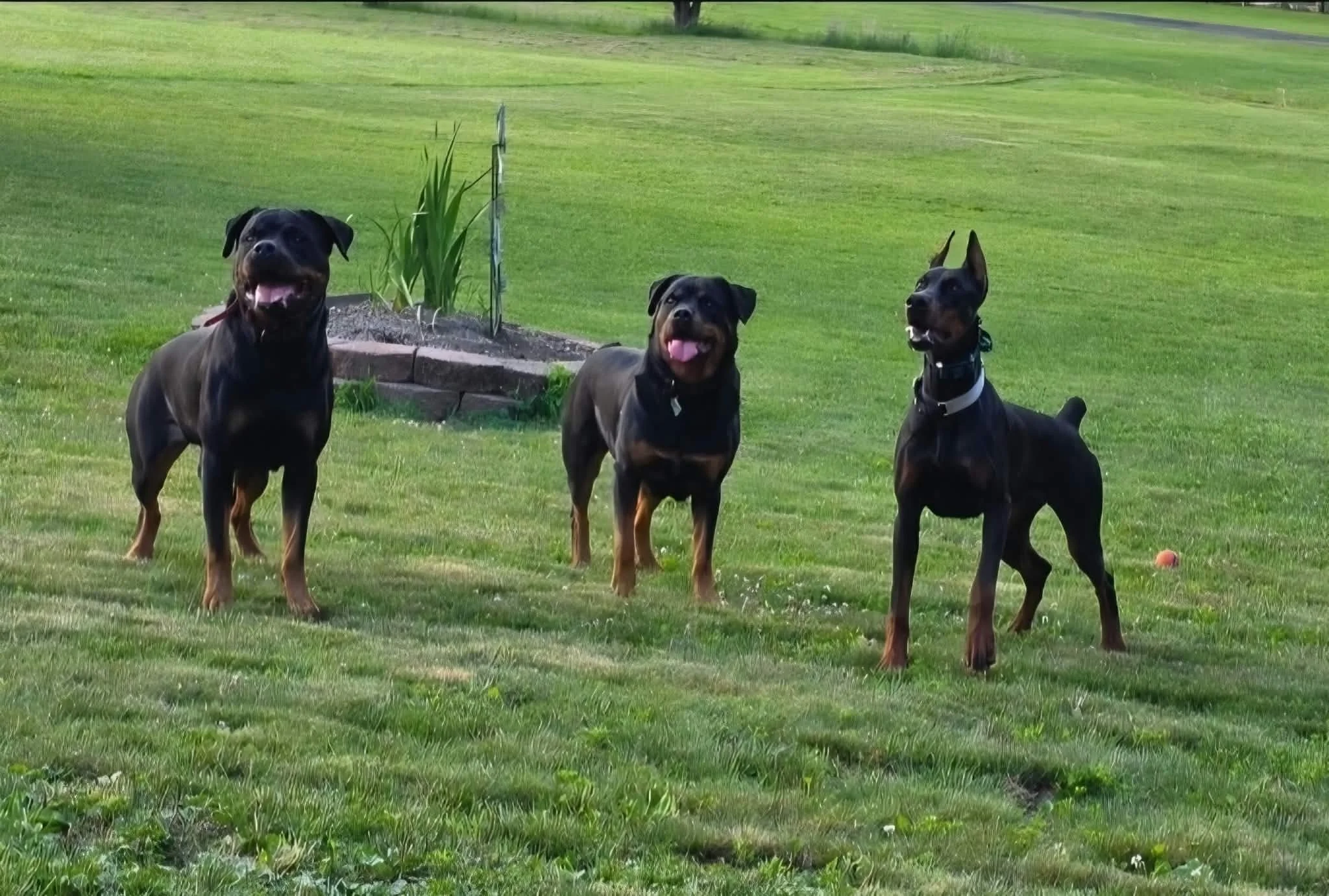 Three dogs standing on a grassy lawn, with one dog on the left, one in the middle, and one on the right, near a small flower bed, in a park or garden setting.