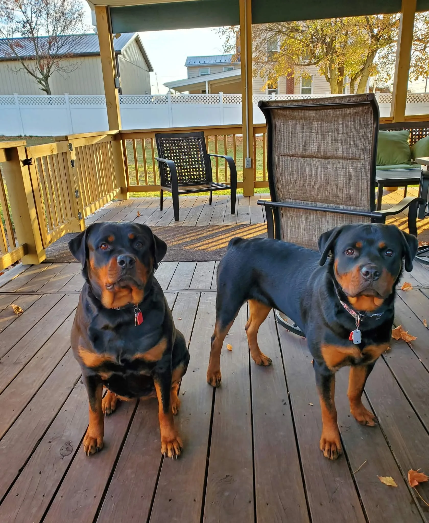 Two Rottweiler dogs sitting on a wooden porch, with outdoor furniture and houses in the background during fall.