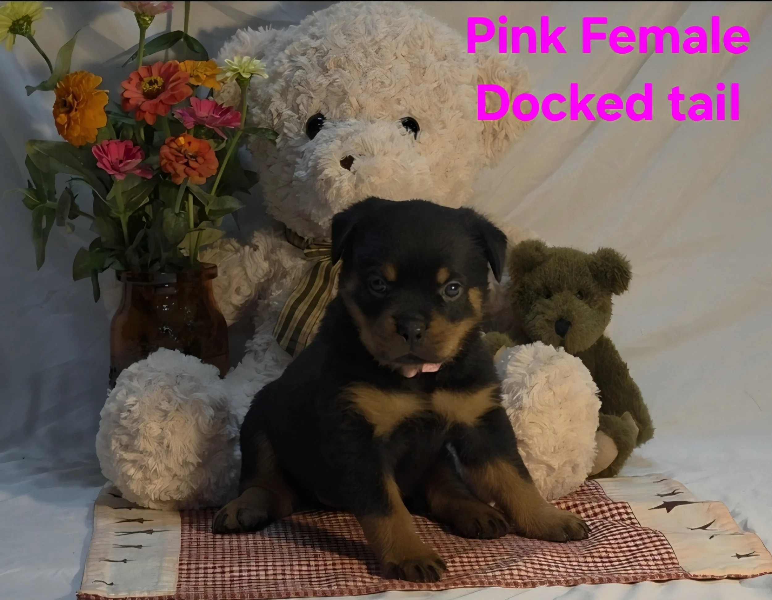 A small black and brown puppy sitting on a red checkered cloth in front of a large stuffed white dog surrounded by artificial flowers and greenery. The image has pink text that reads 'Pink Female Docked tail'.