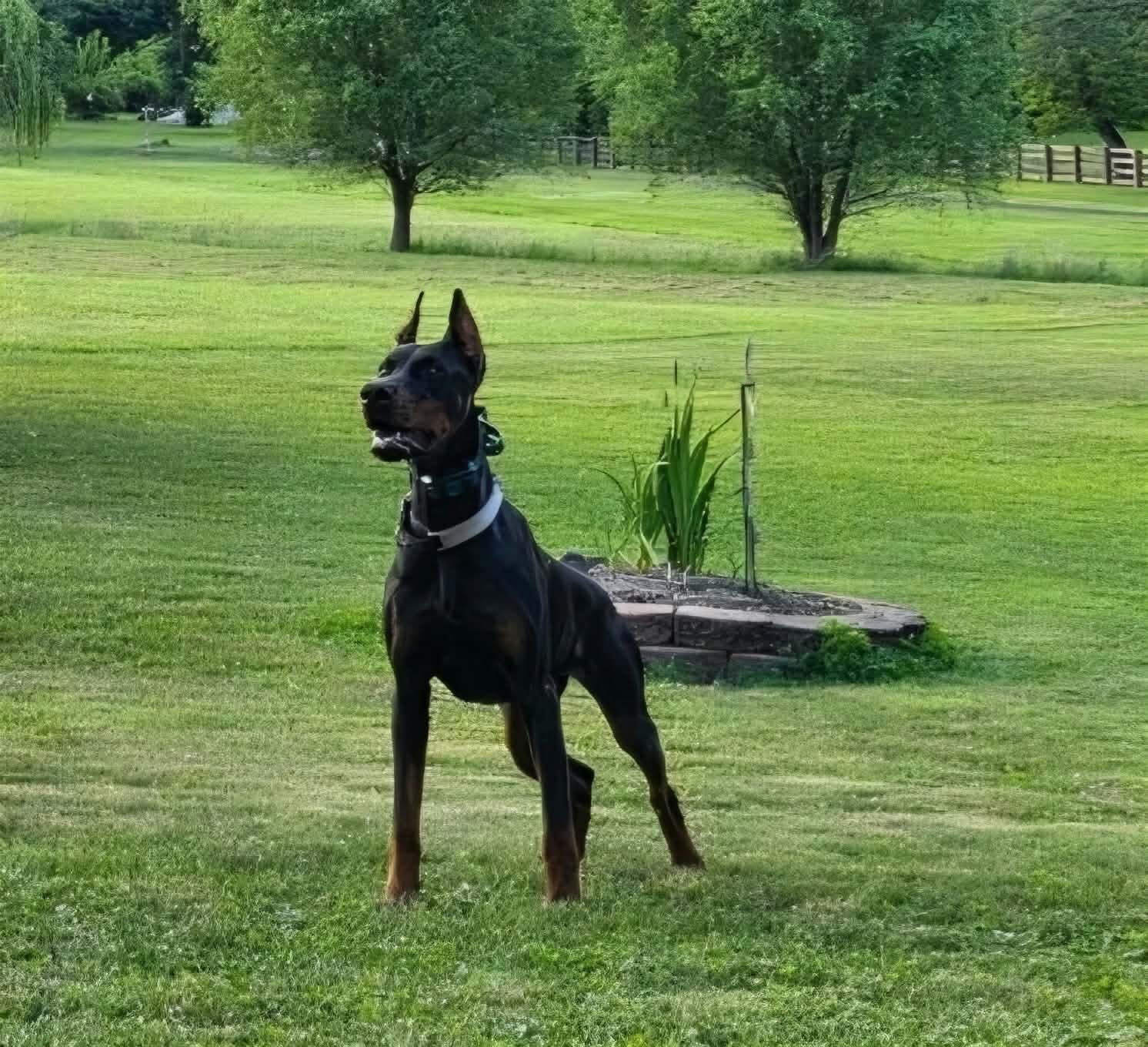 A Doberman dog standing on a grassy lawn with trees and a fenced area in the background.
